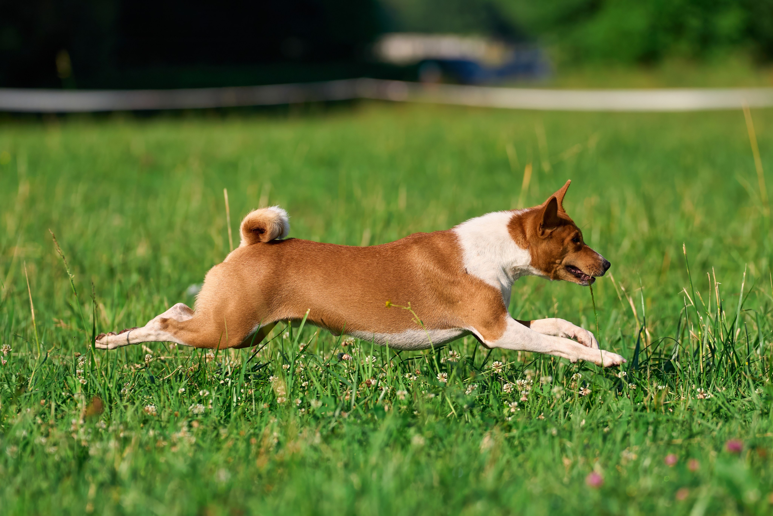 Тренировка по курсингу Донино. Фотограф-анималист Михаил Манухин