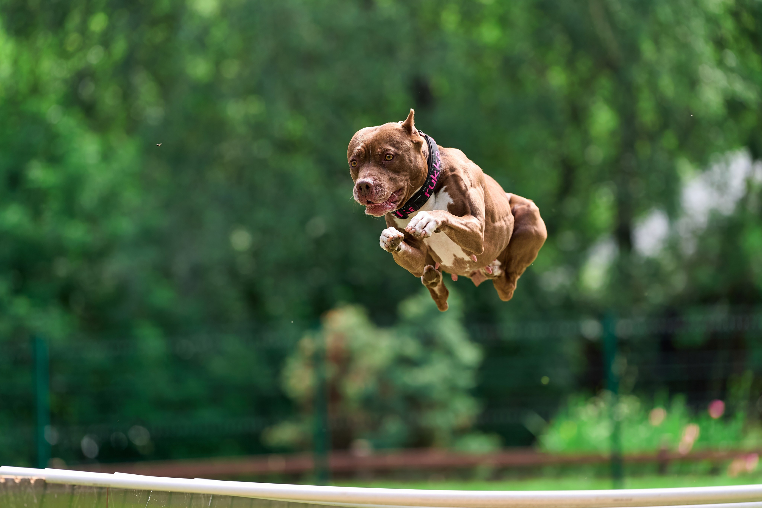Двухдневные соревнования «Jump'n'Gym Fest — 2024». Фотограф-анималист Михаил Манухин