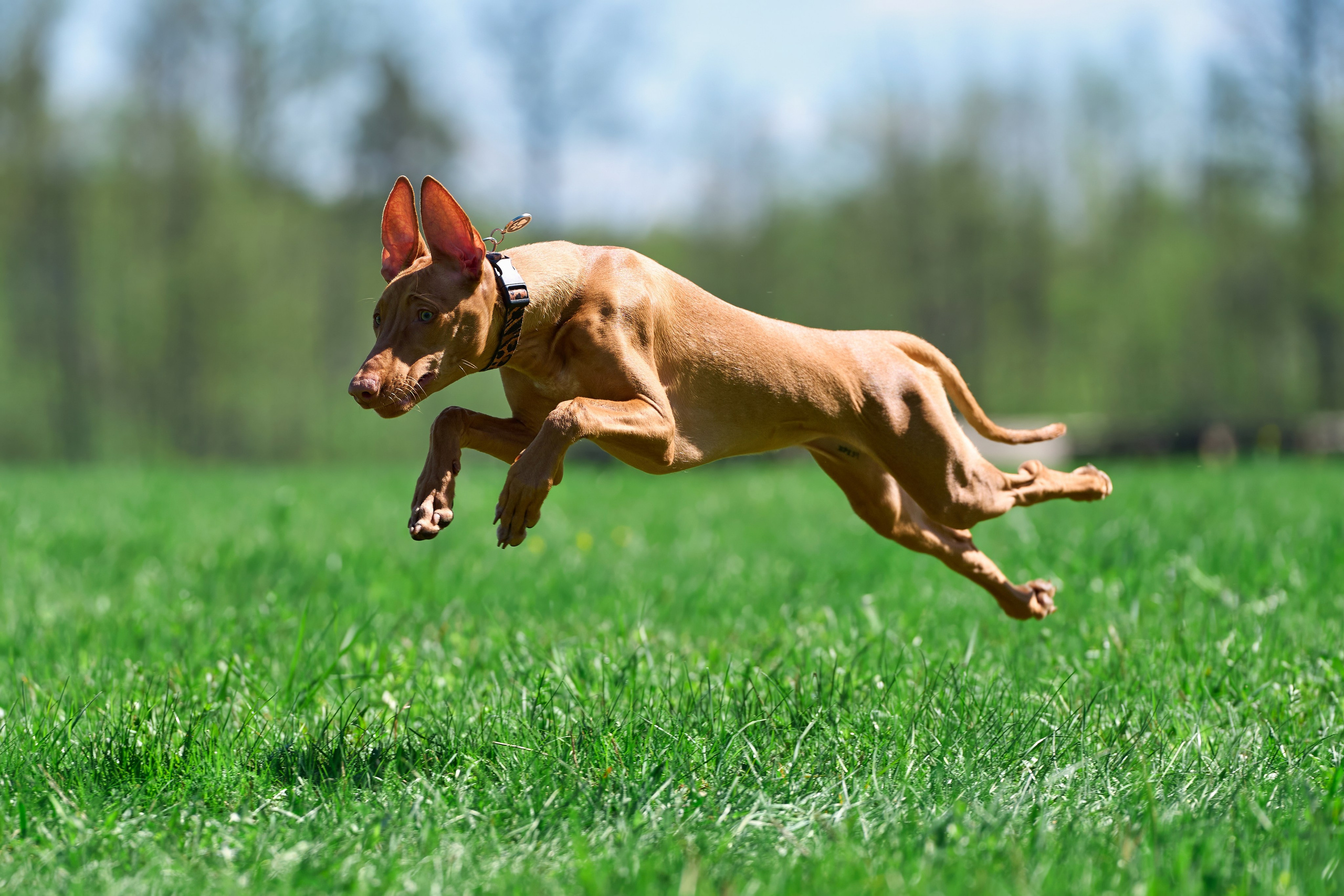 Тренировка по курсингу Донино. Фотограф-анималист Михаил Манухин