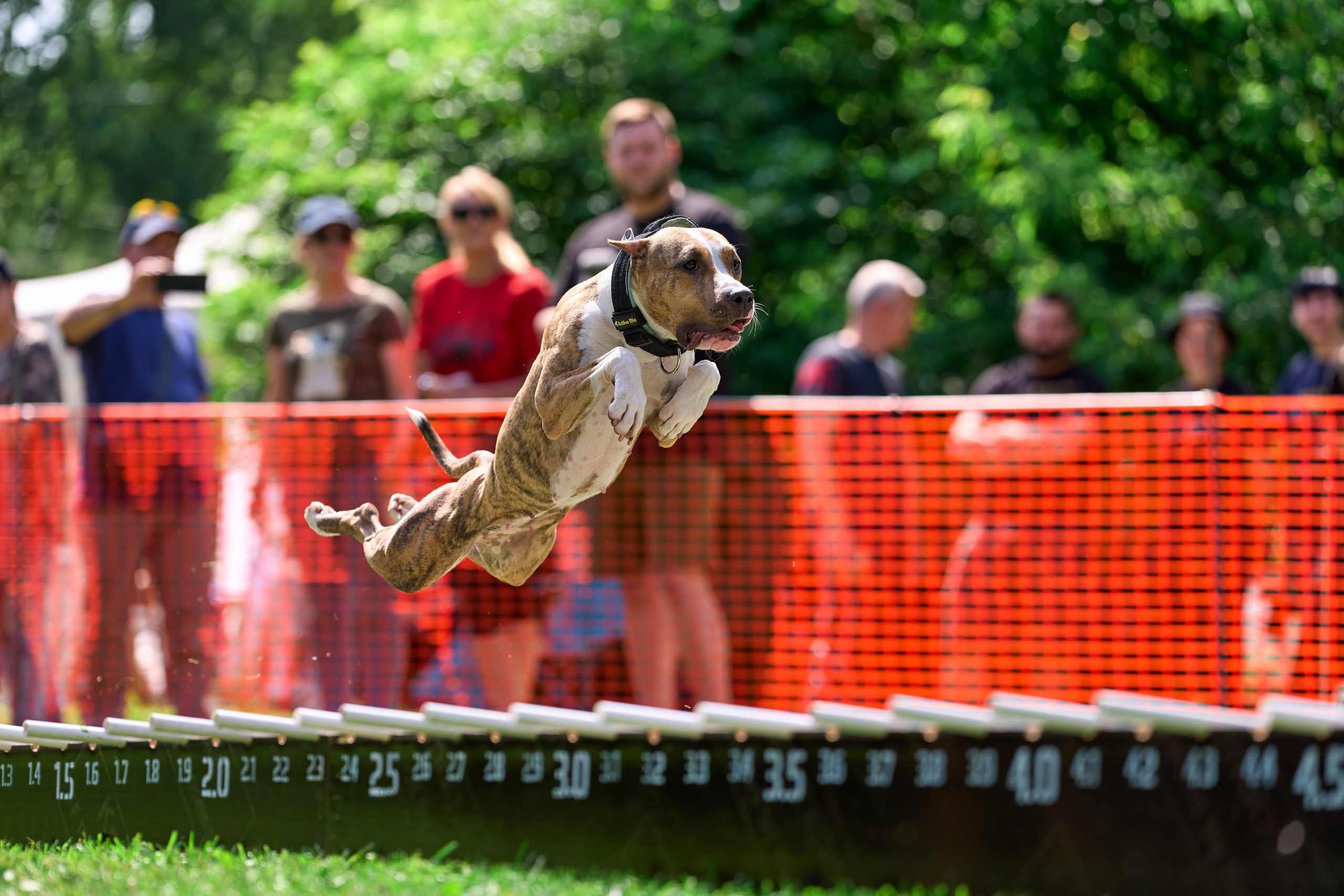 Двухдневные соревнования «Jump'n'Gym Fest — 2024». Фотограф-анималист Михаил Манухин
