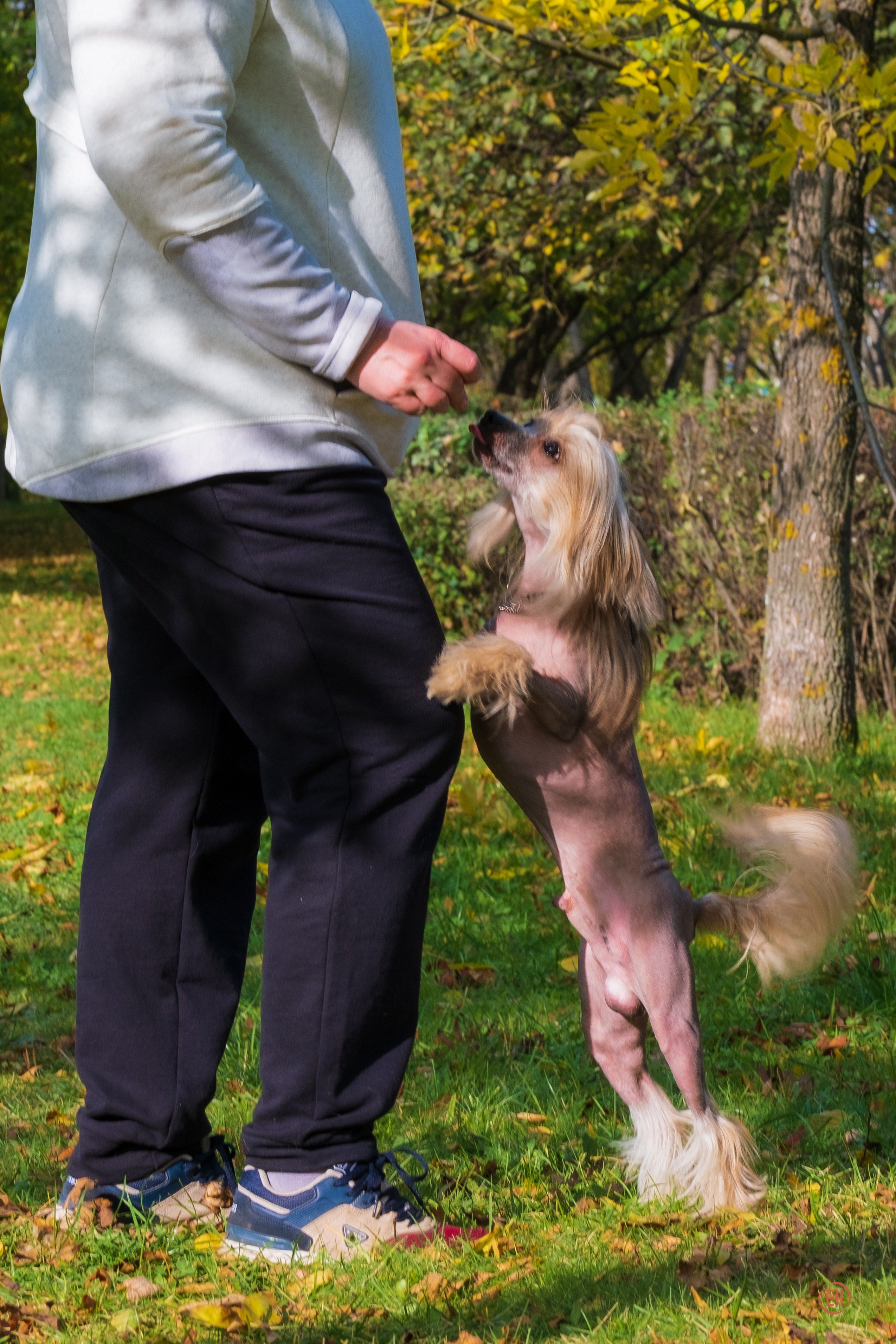 On a walk. Chinese Crested Dog Kennel Poale Ell