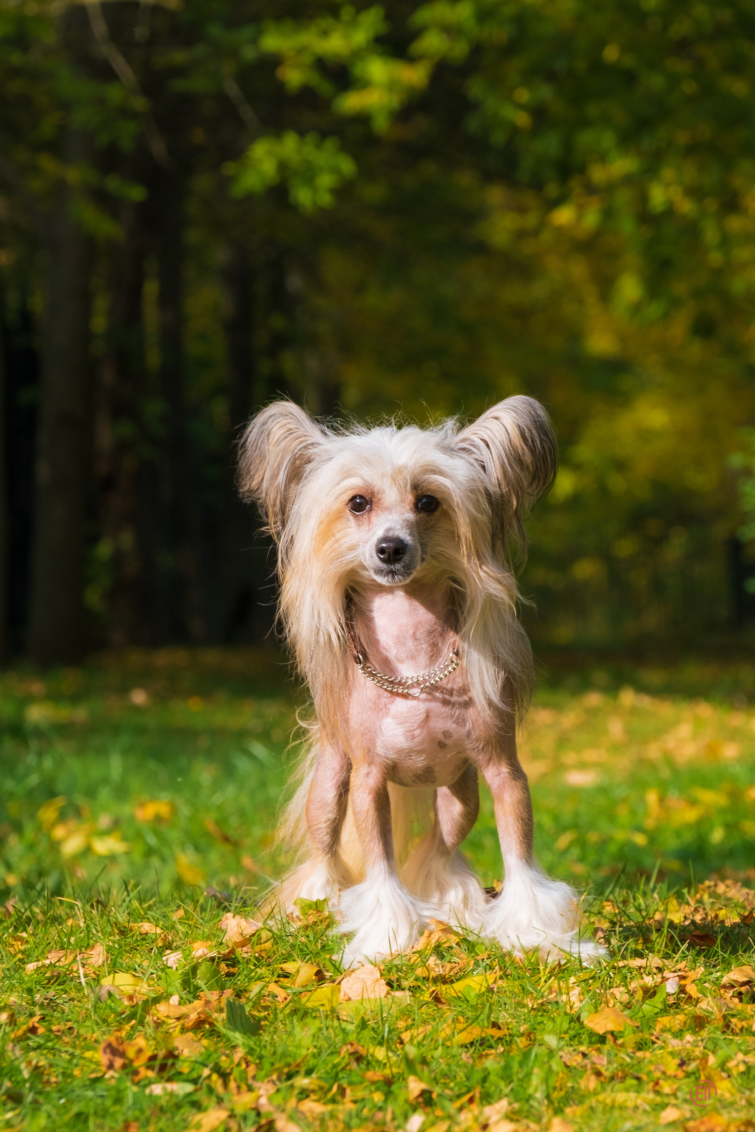 On a walk. Chinese Crested Dog Kennel Poale Ell