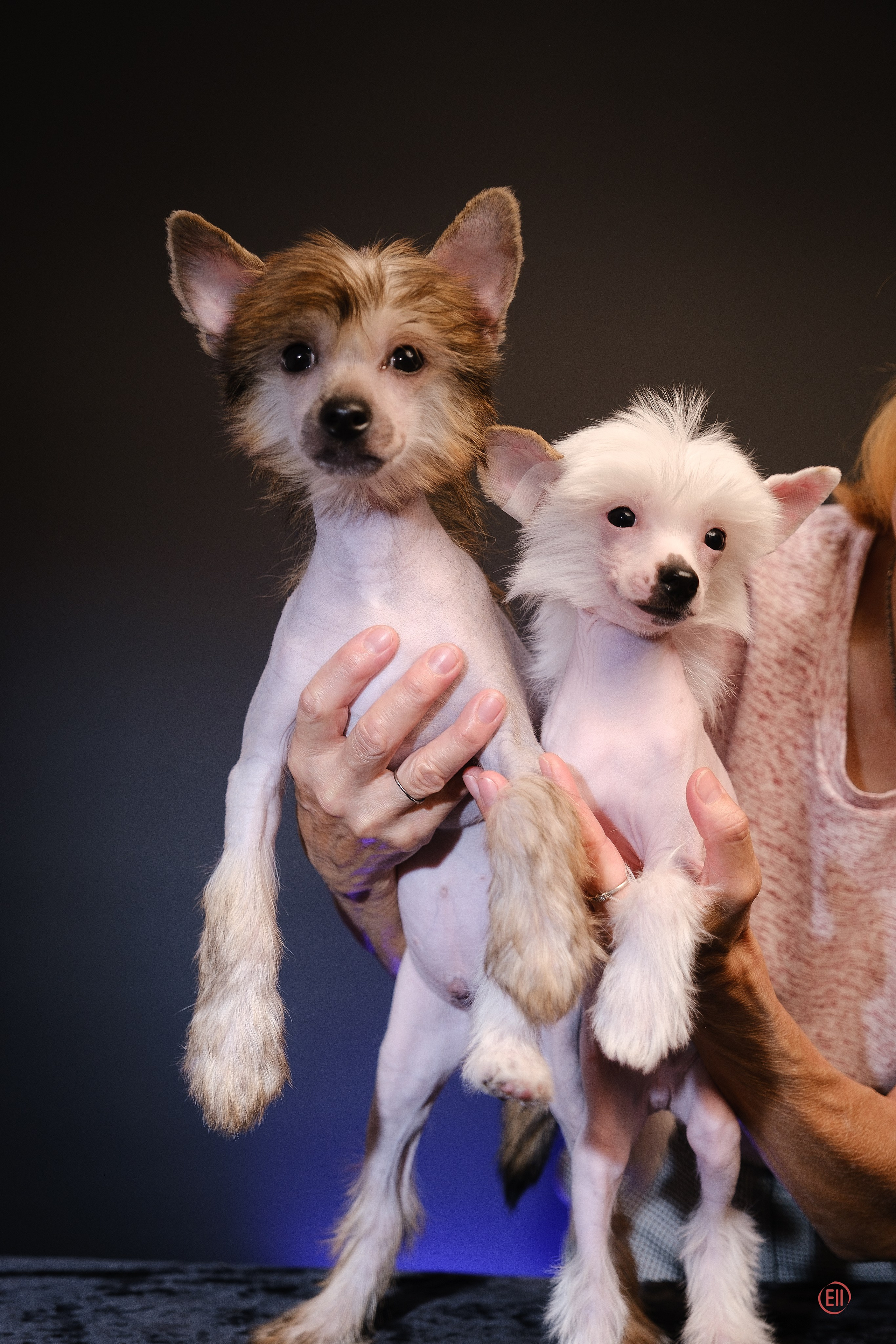 Murugy, hairless male Frankel. Reservation. Francis (Laisan Island Francis) white polka dot male - available for reservation.