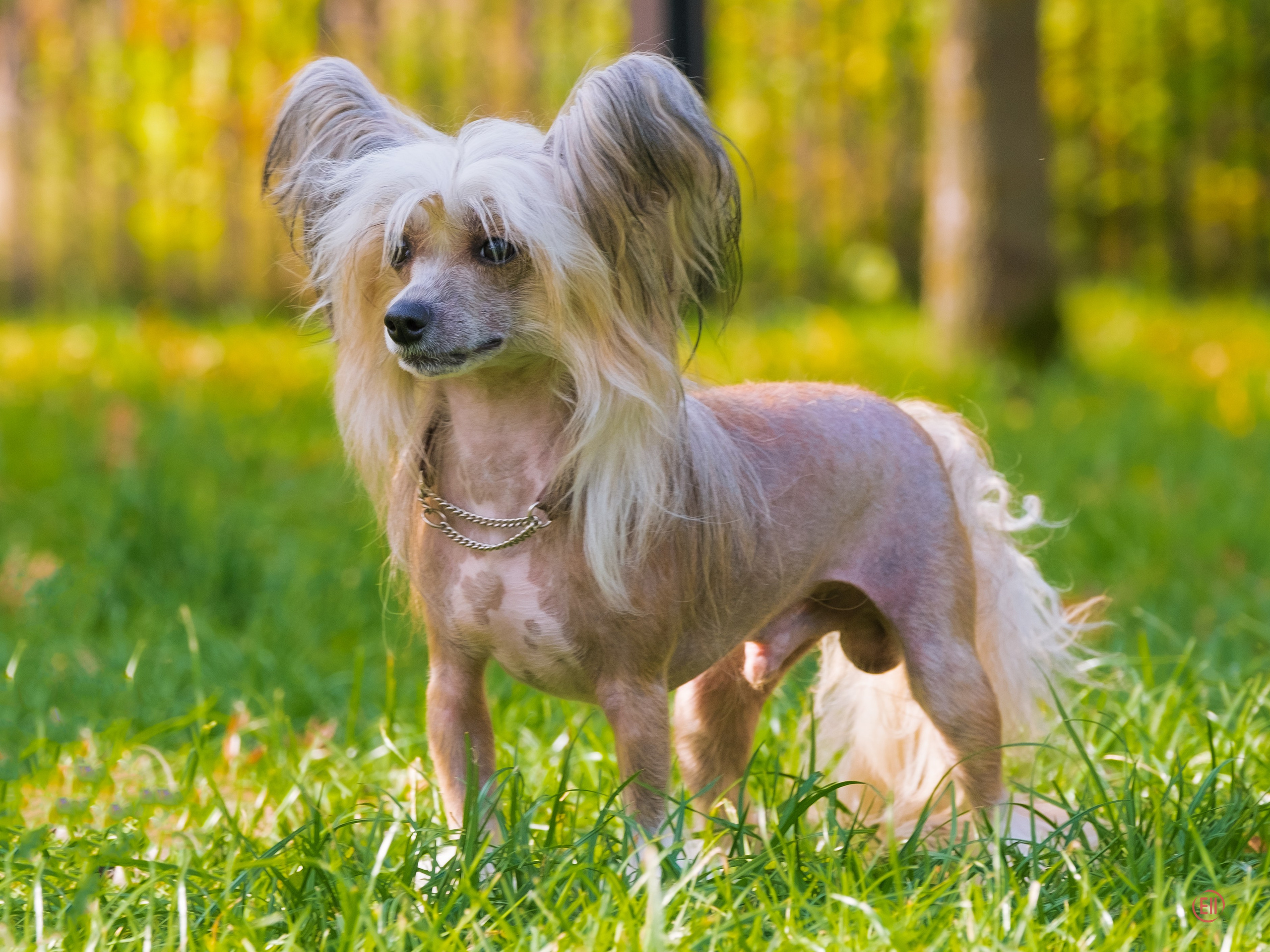 On a walk. Chinese Crested Dog Kennel Poale Ell