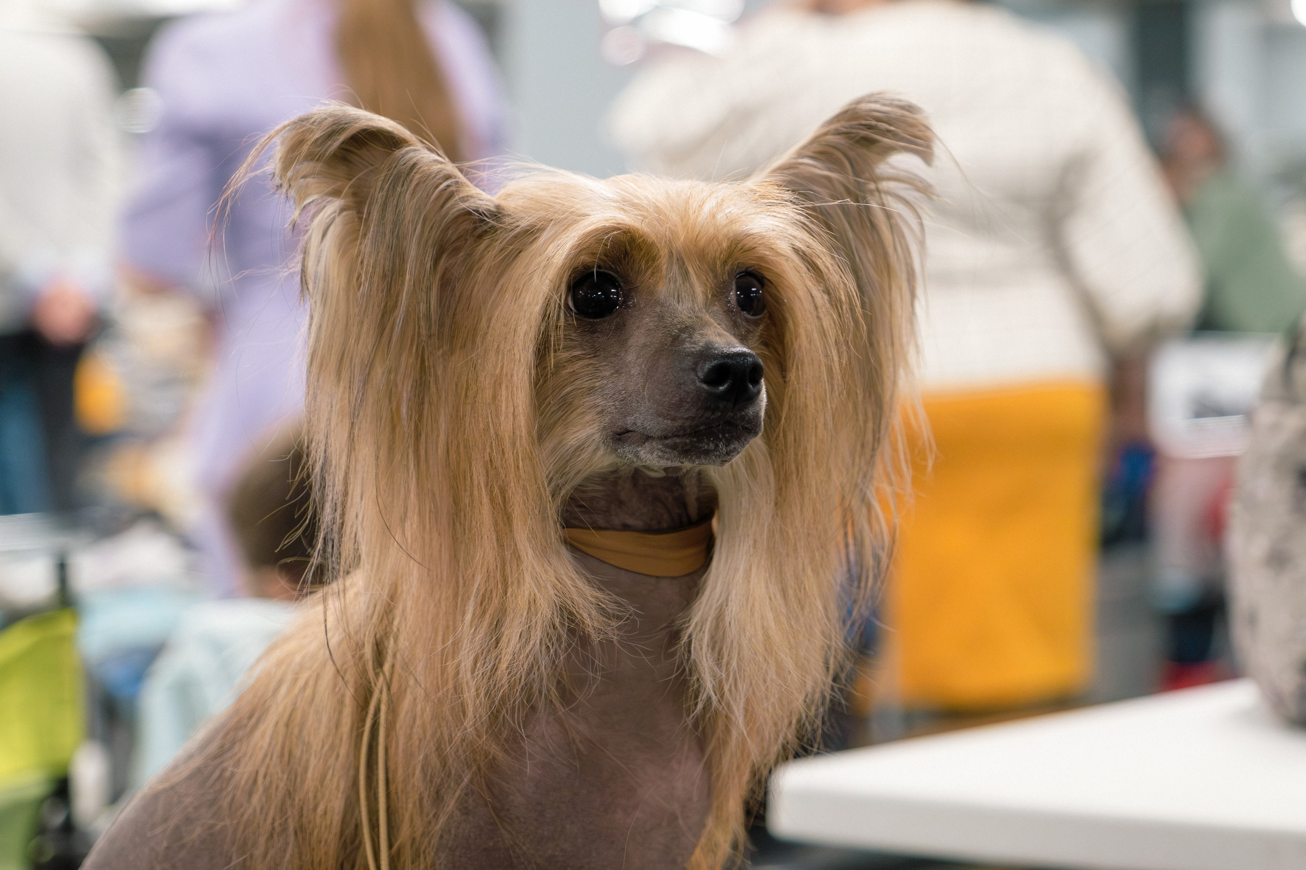 Poale Ell Cooper. Chinese Crested Dog Kennel Poale Ell
