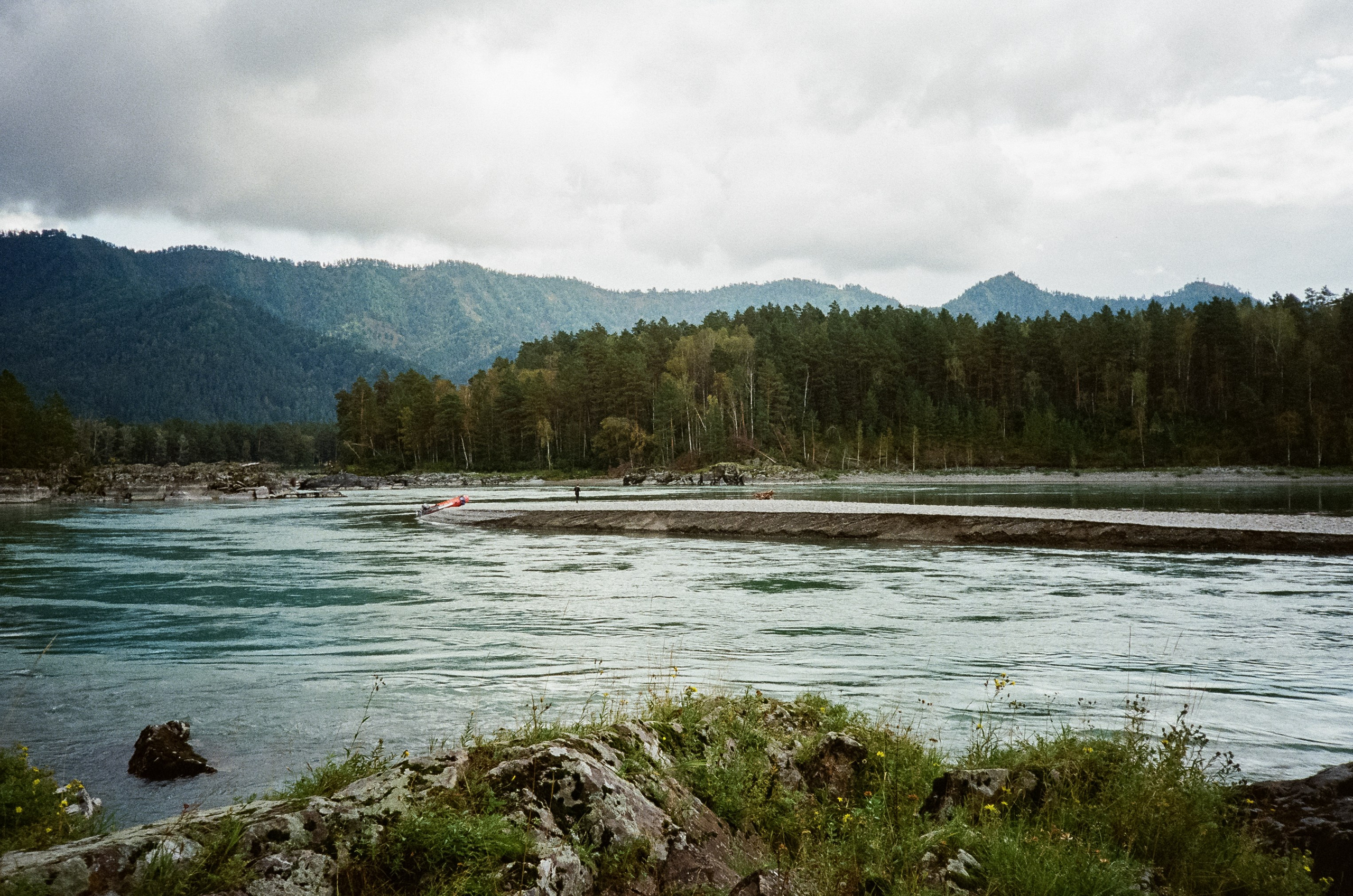Катунь и сосны на базе Беррель. Ботанический сад. Фотограф-документалист Мария Осокина