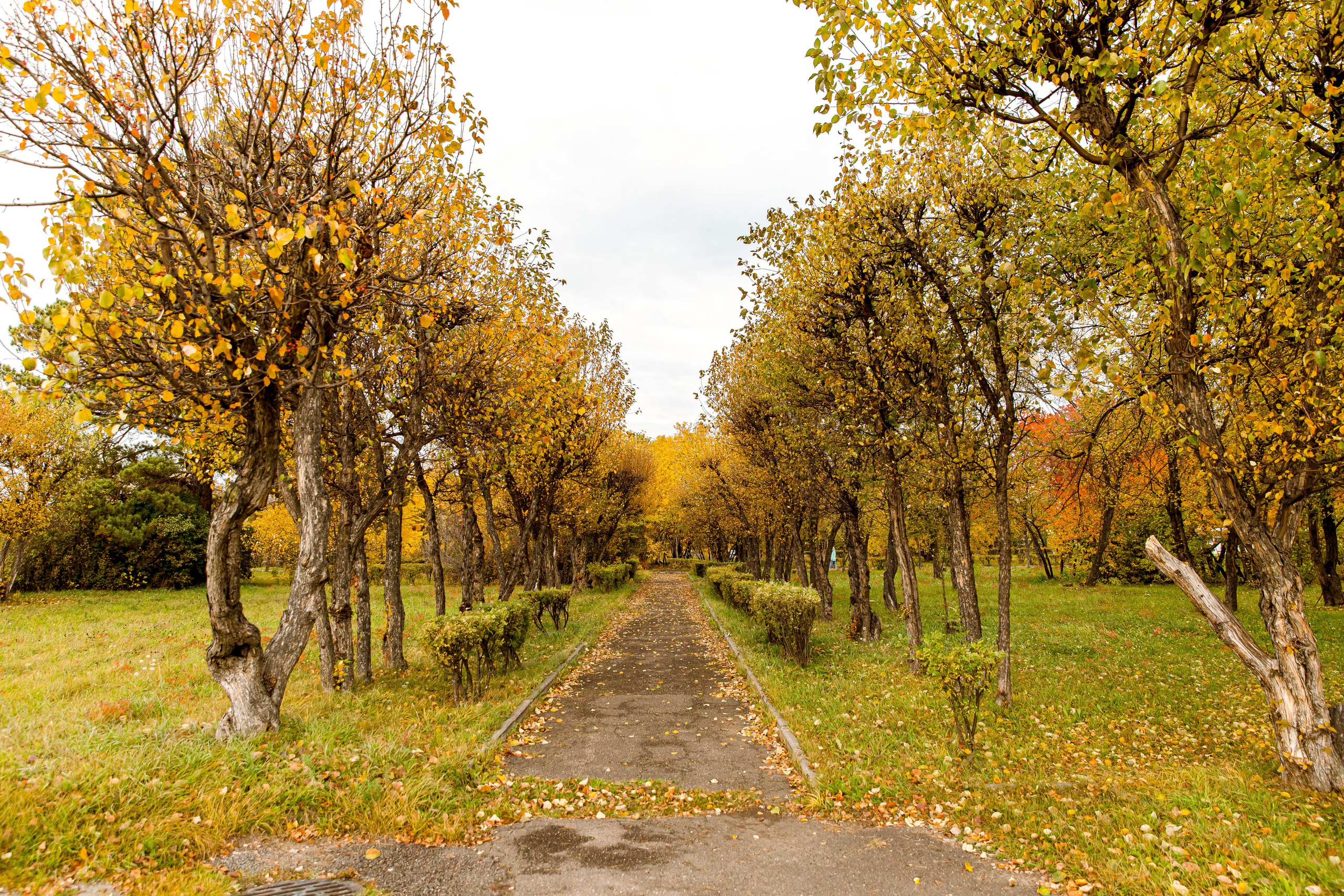 Осень в парке. Семейный и детский фотограф в Железногорске Саламахо Ольга