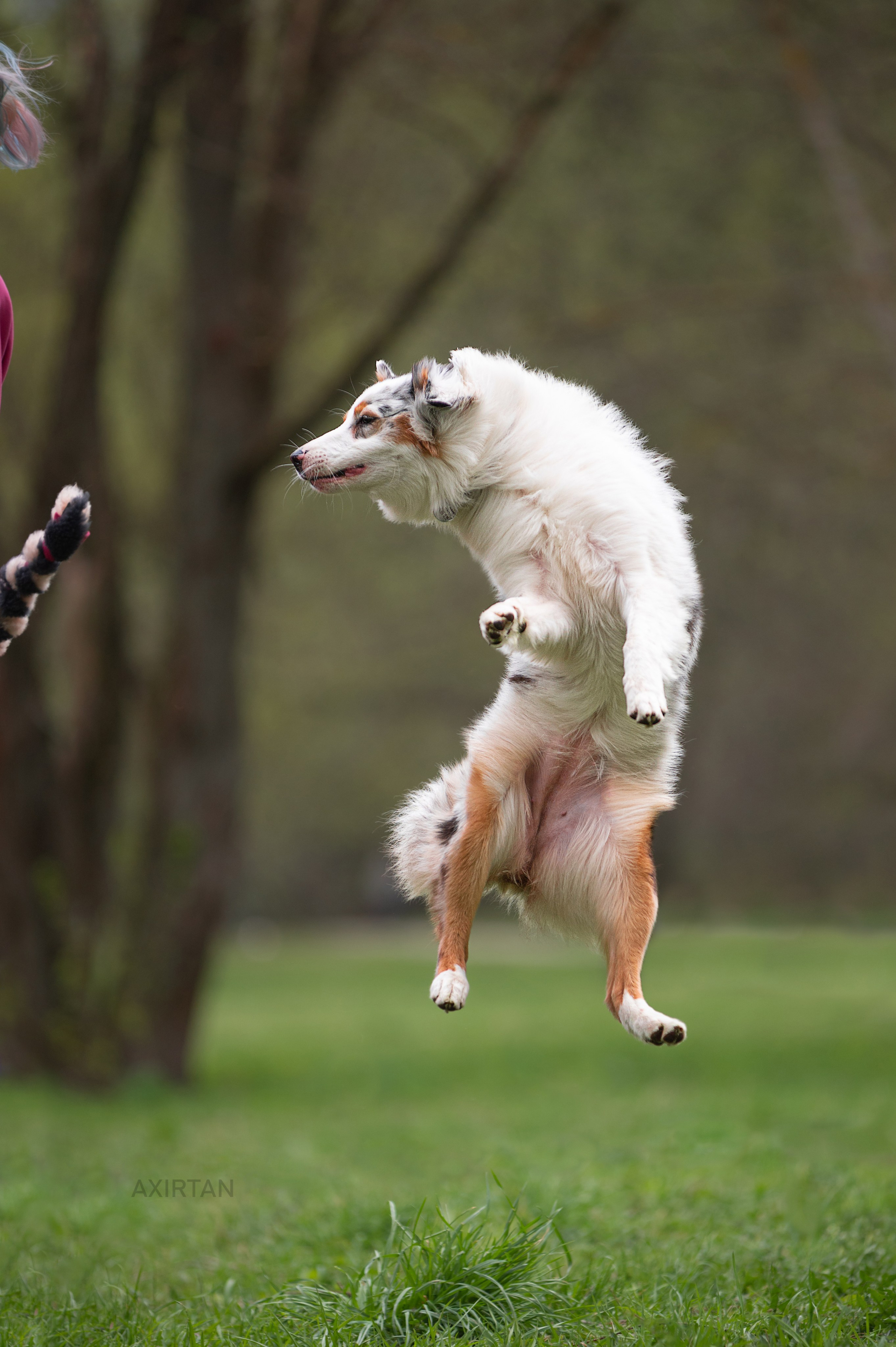 Кайса. BLGKV питомник собак