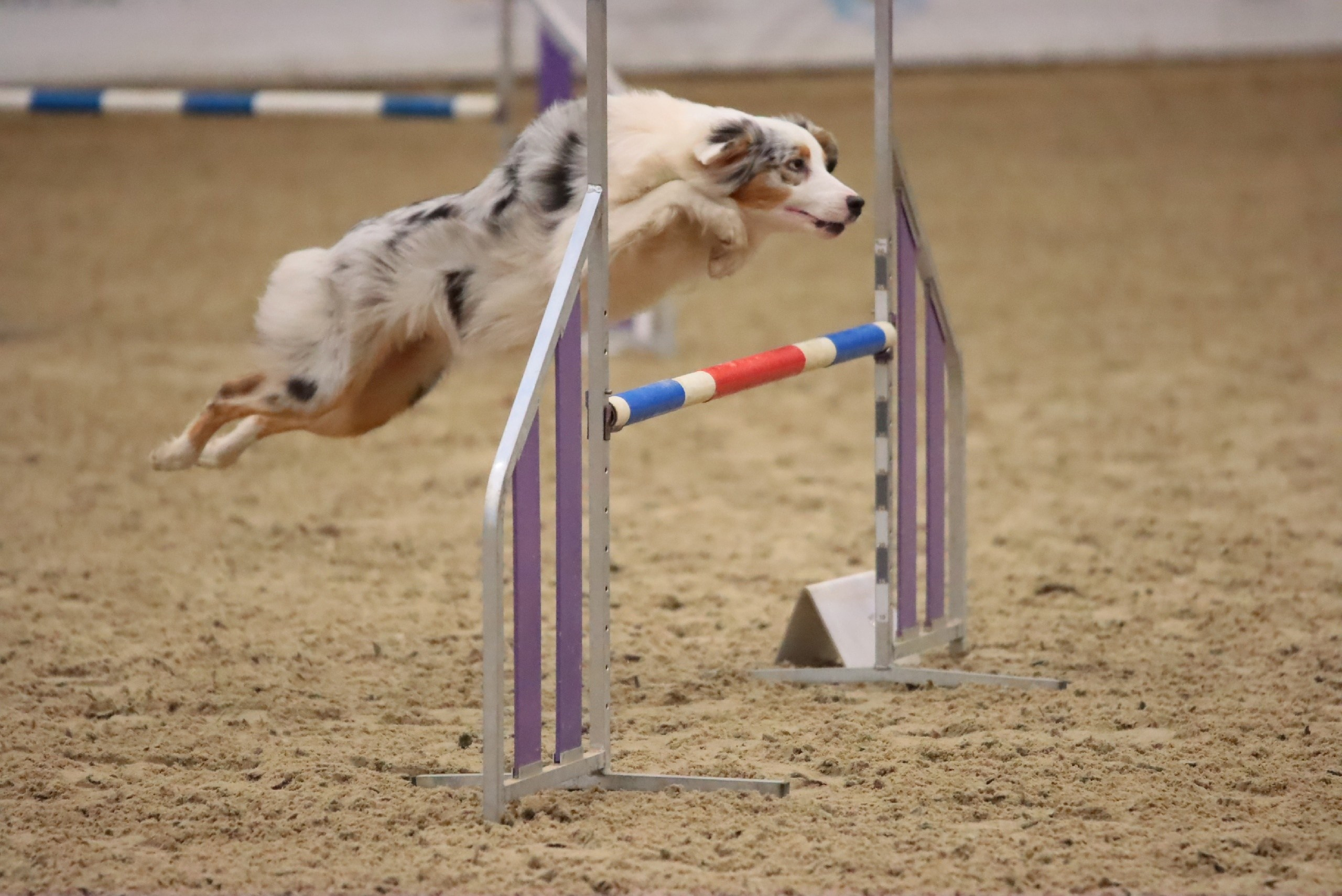 Кайса. BLGKV питомник собак