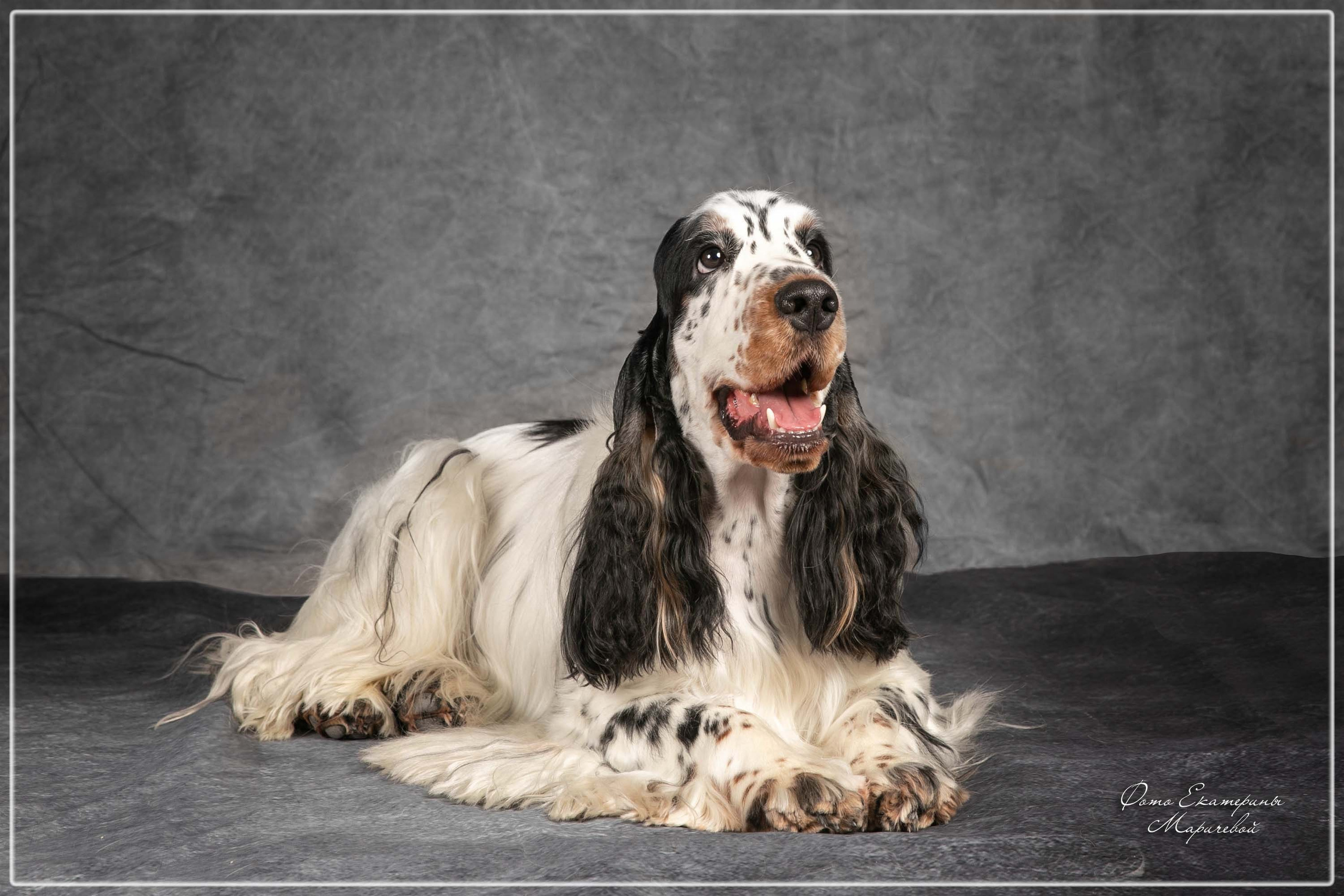 Фоны большого размера. Фотограф-анималист в Омске Екатерина Маричева