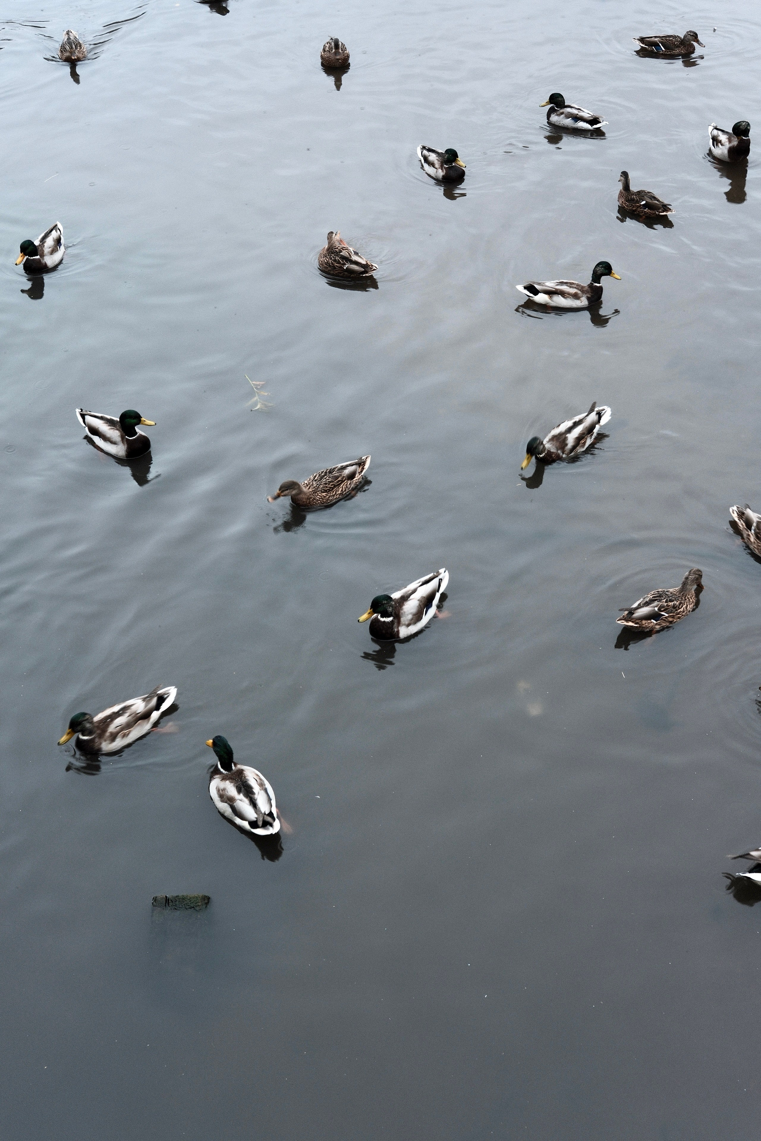 Сергиев Посад. Фотограф Маргана Лоция