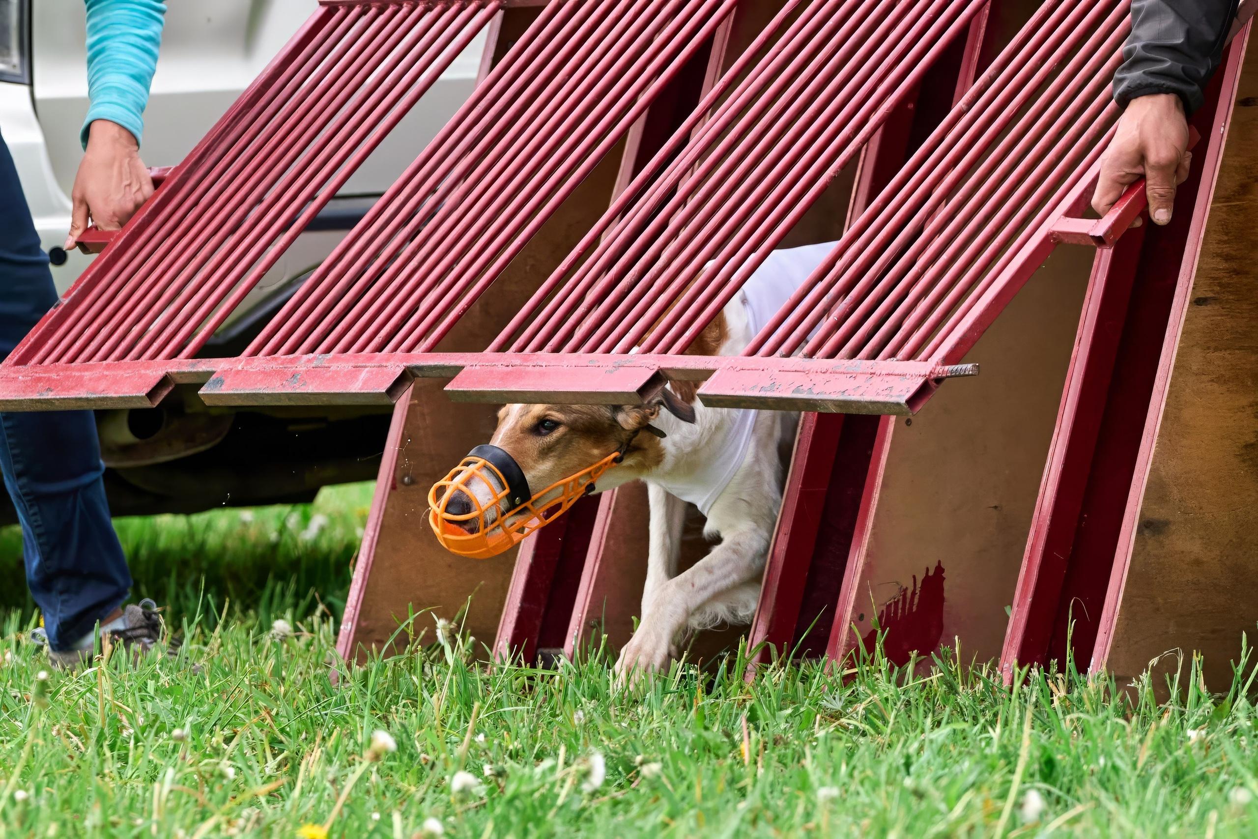 Квалификация по рейсингу. РАЛББ и Курсинг на Ярославке. Фотограф-анималист Михаил Манухин