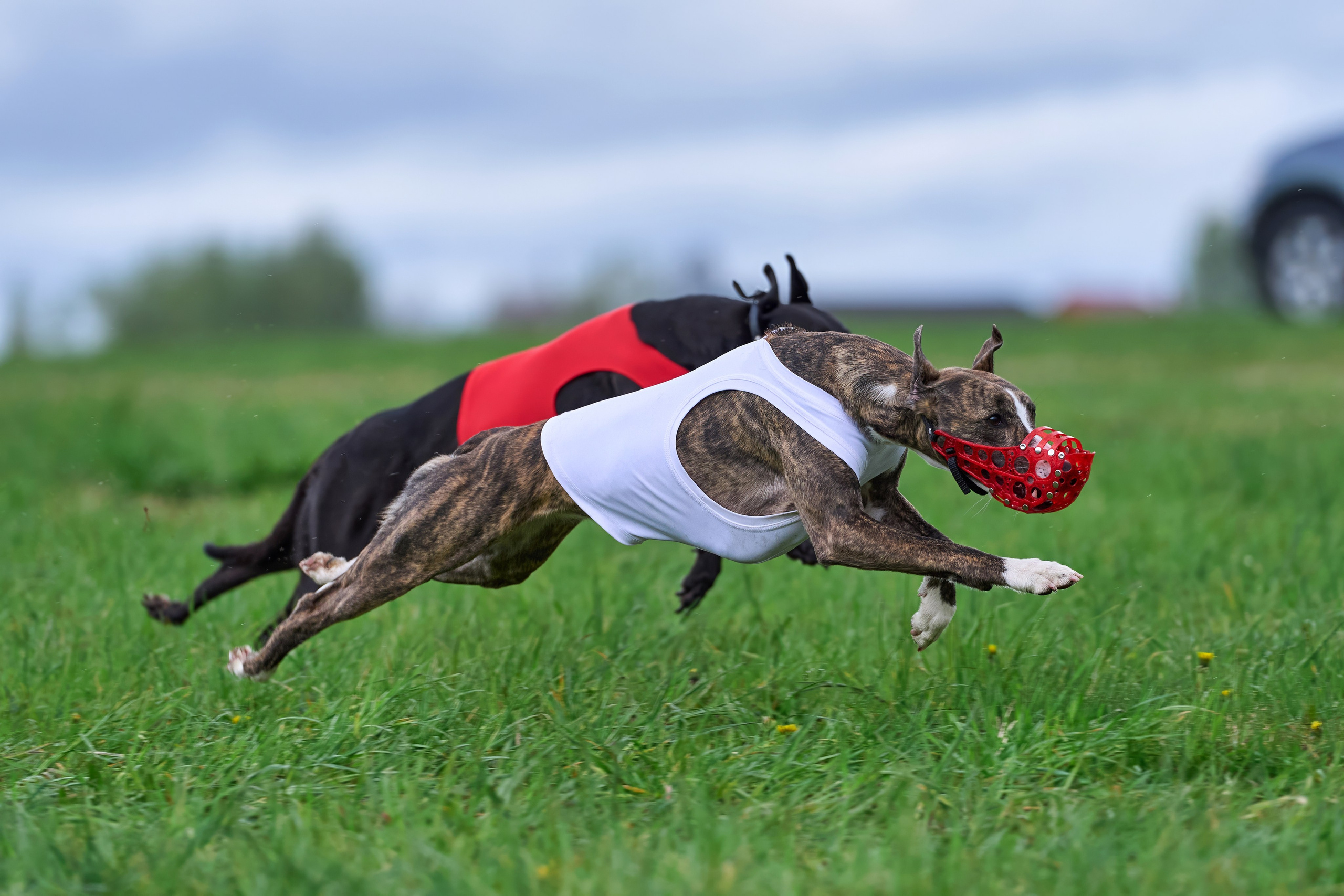 ПЧРКФ по курсингу. Фотограф-анималист Михаил Манухин
