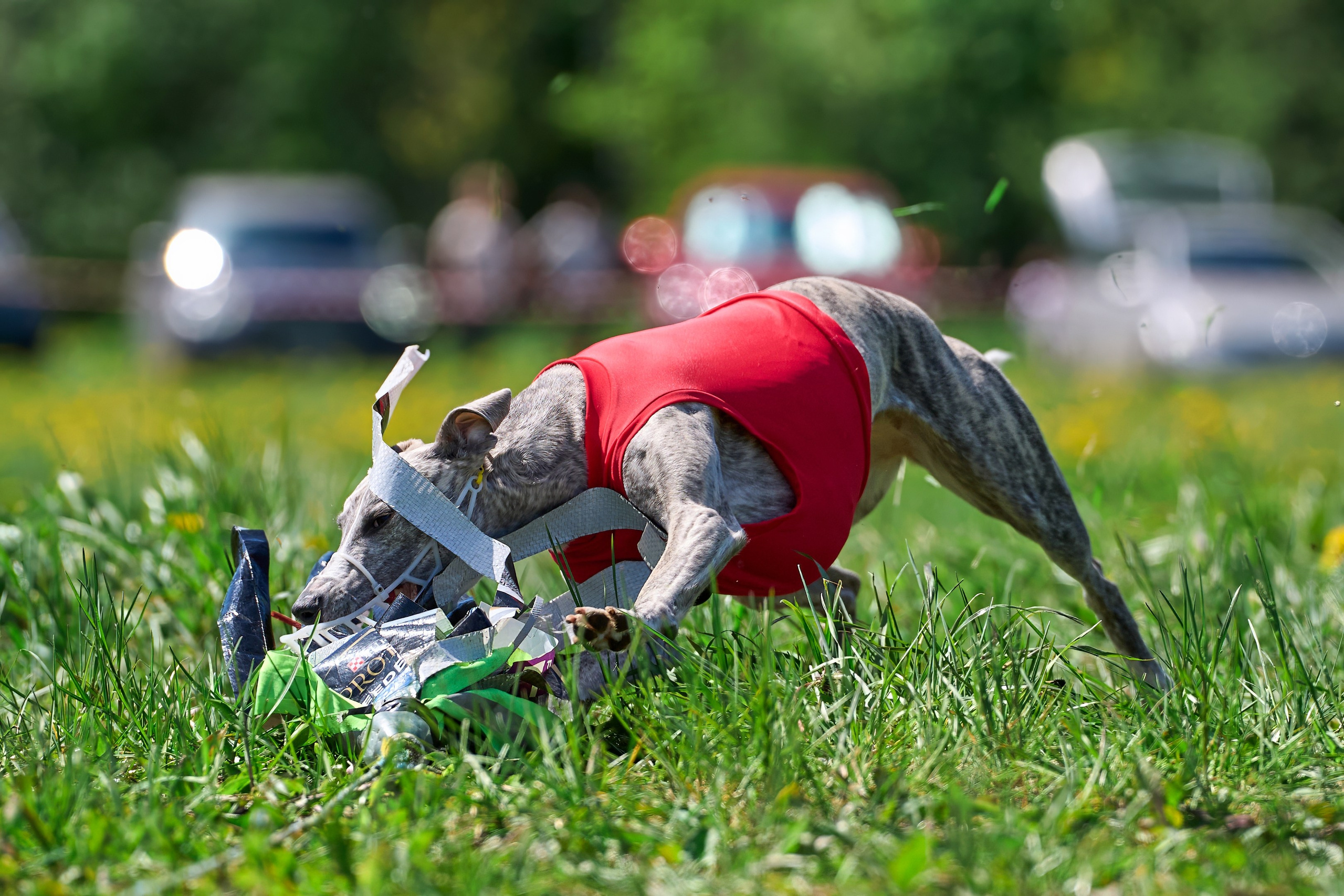 Квалификация по курсингу Донино. Фотограф-анималист Михаил Манухин
