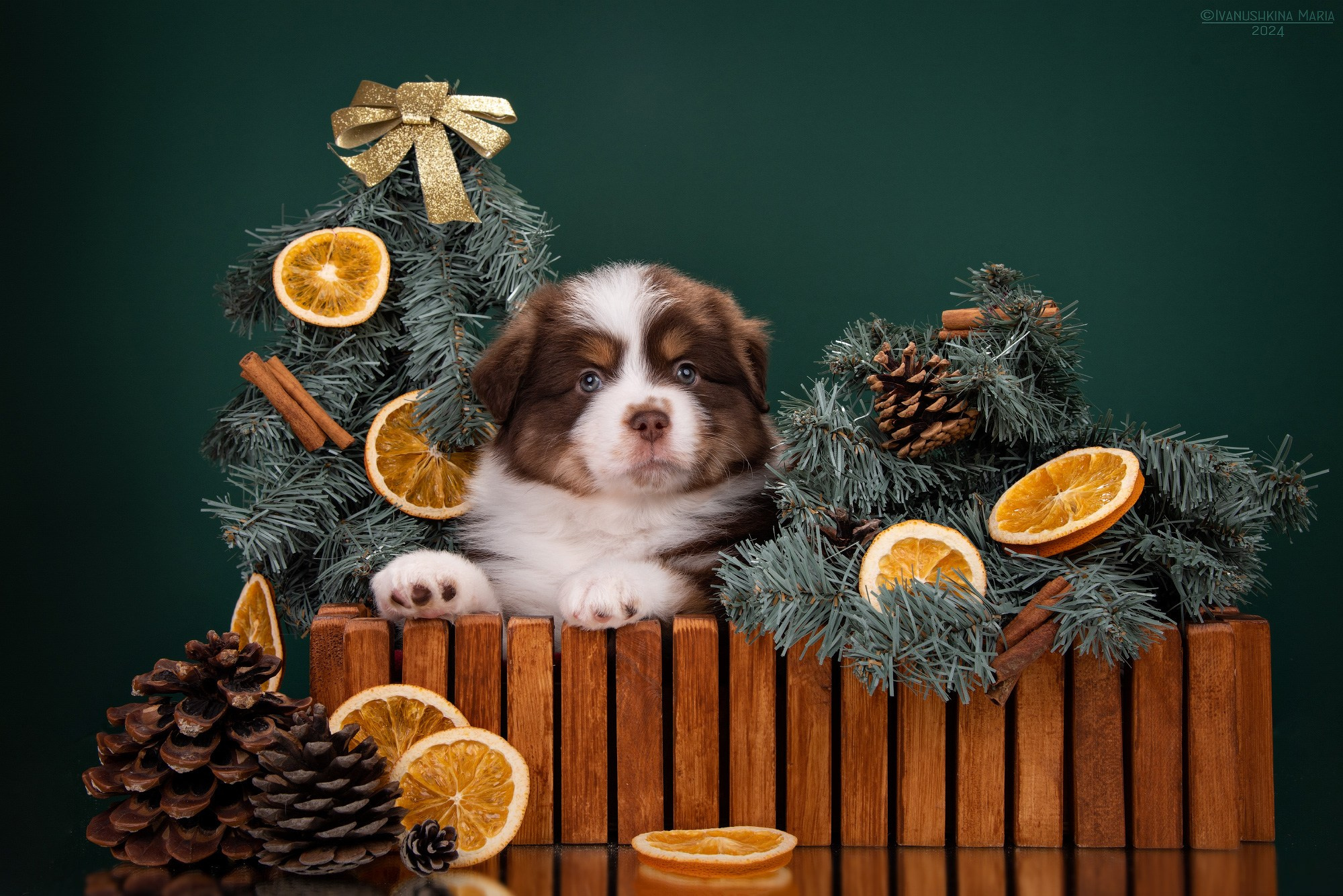 Фотосессия щенков на фонах. Фотограф собак в Москве и Московской области Иванушкина Мария