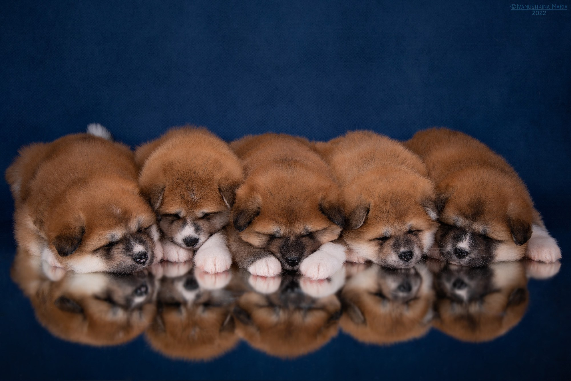 щенки акита ину