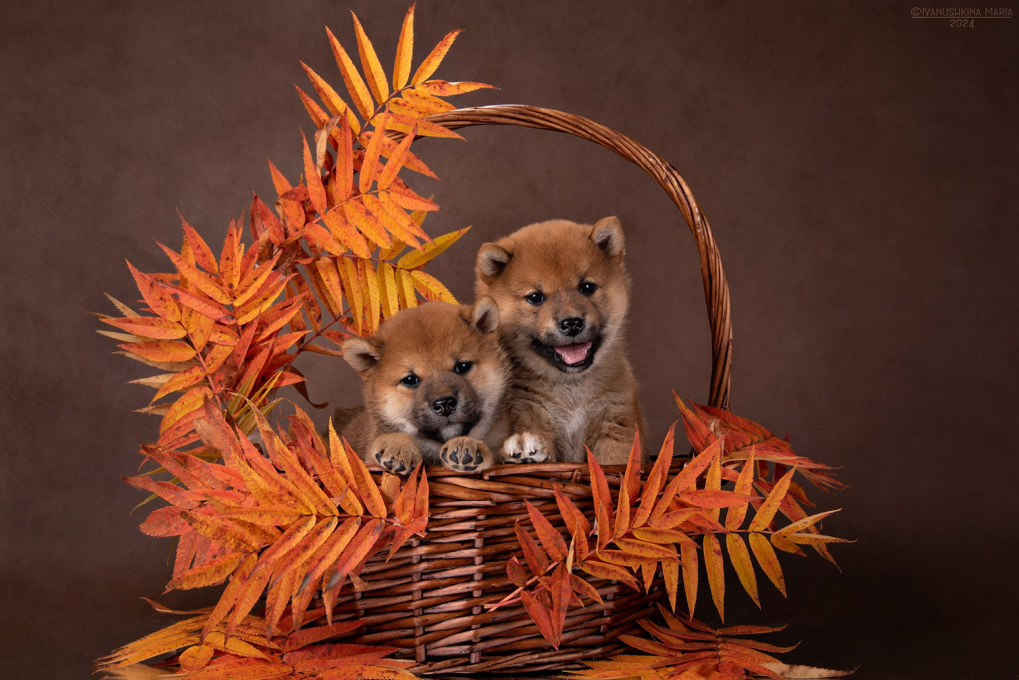 щенки сиба ину