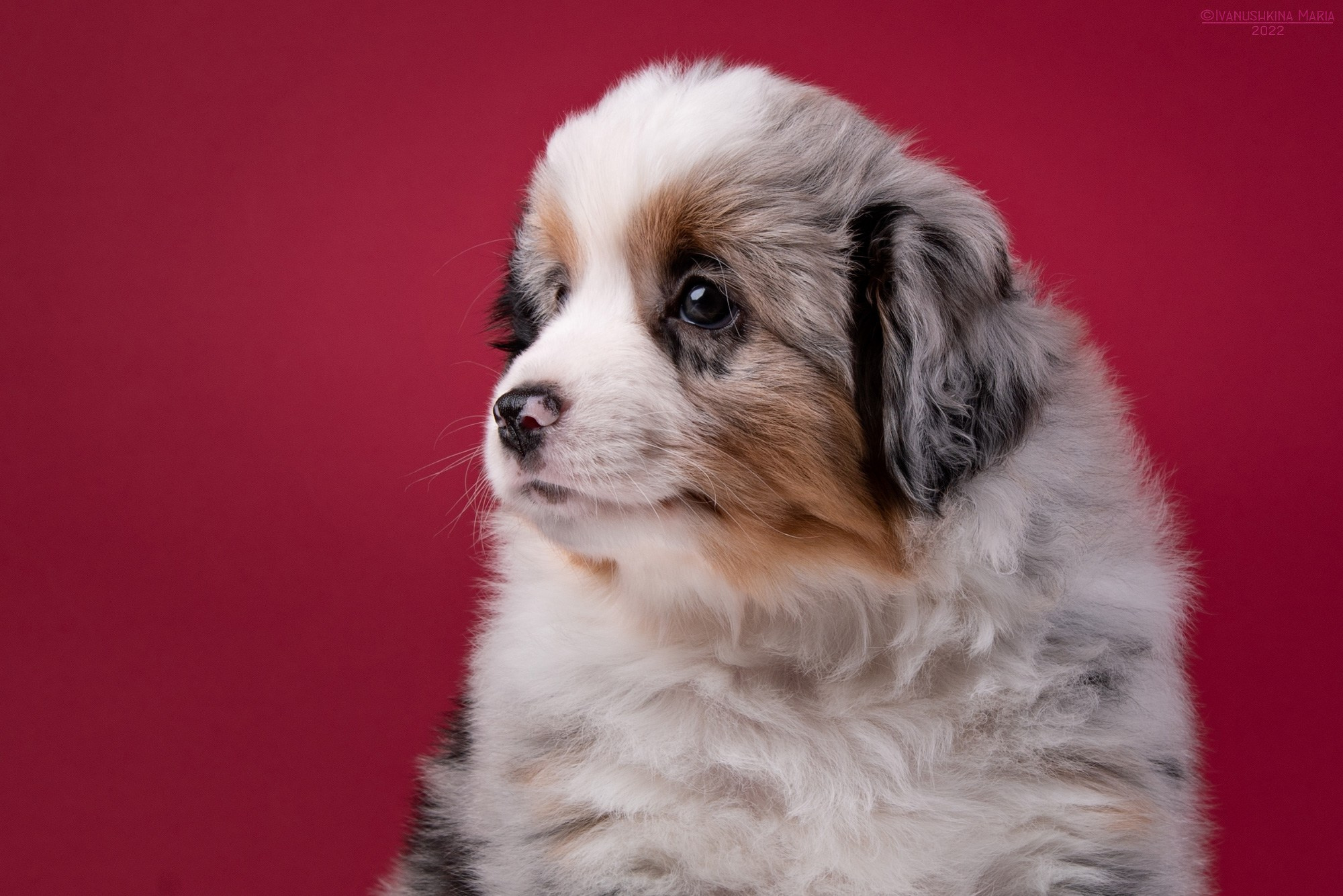 щенок миниатюрной американской овчарки