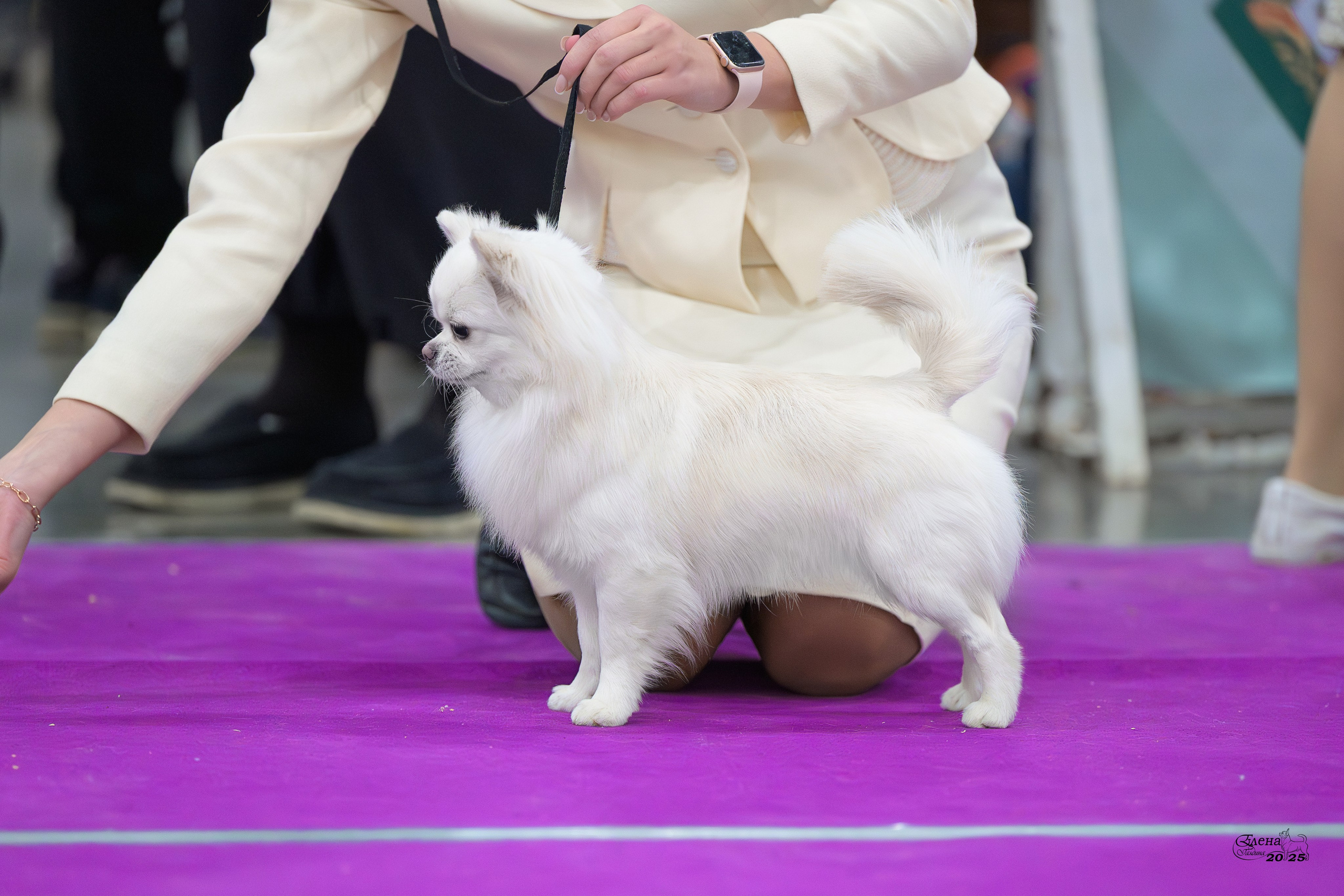 15-16.11.2025 ЕВРАЗИЯ г. Москва. Фотограф анималист Елена Галдина г. Красноярск