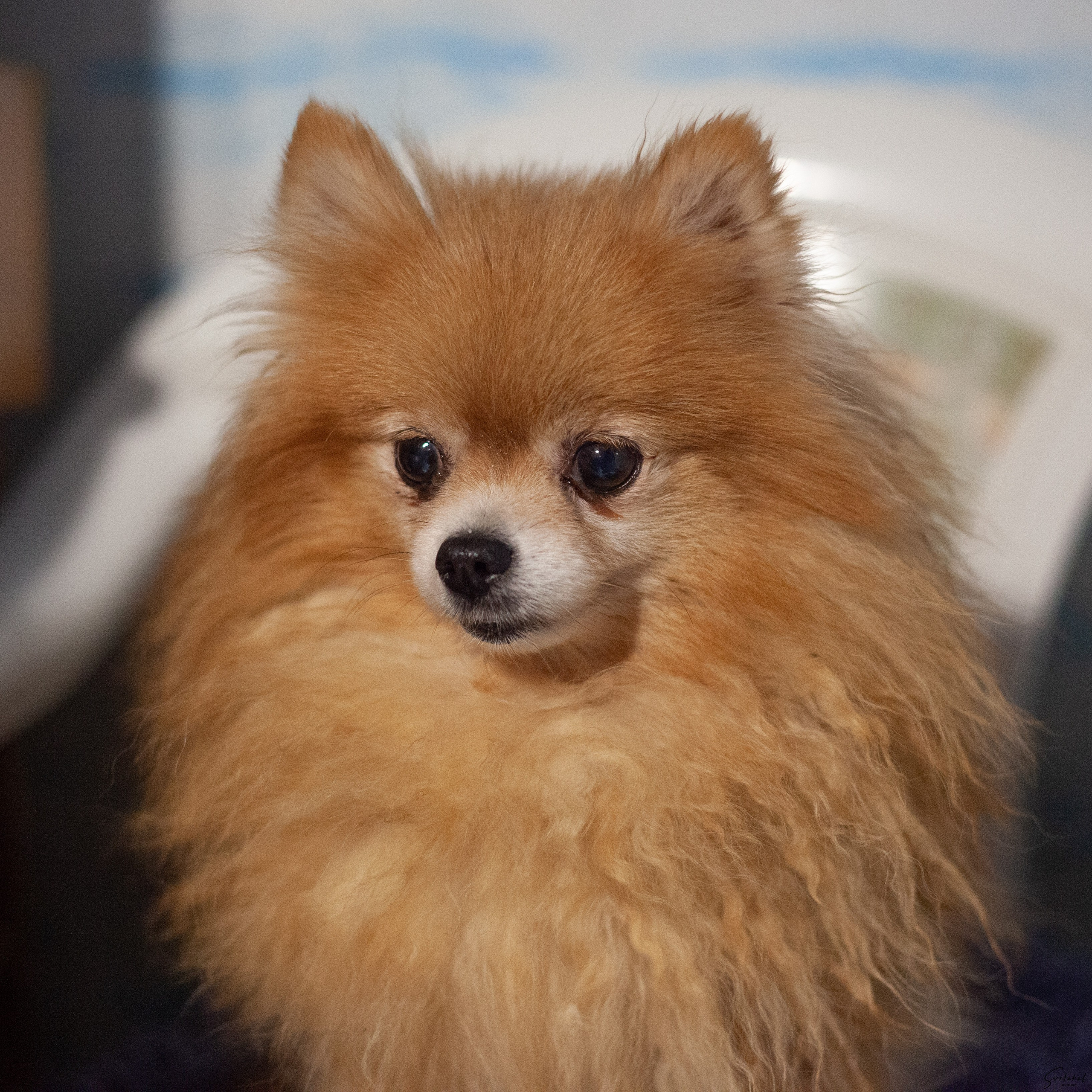 Собаки в домашних условиях. Slavilada-Лапки. Свет. Любовь… Профессиональная фотосессия питомцев Для памяти, пристройства и продажи. Хабаровск