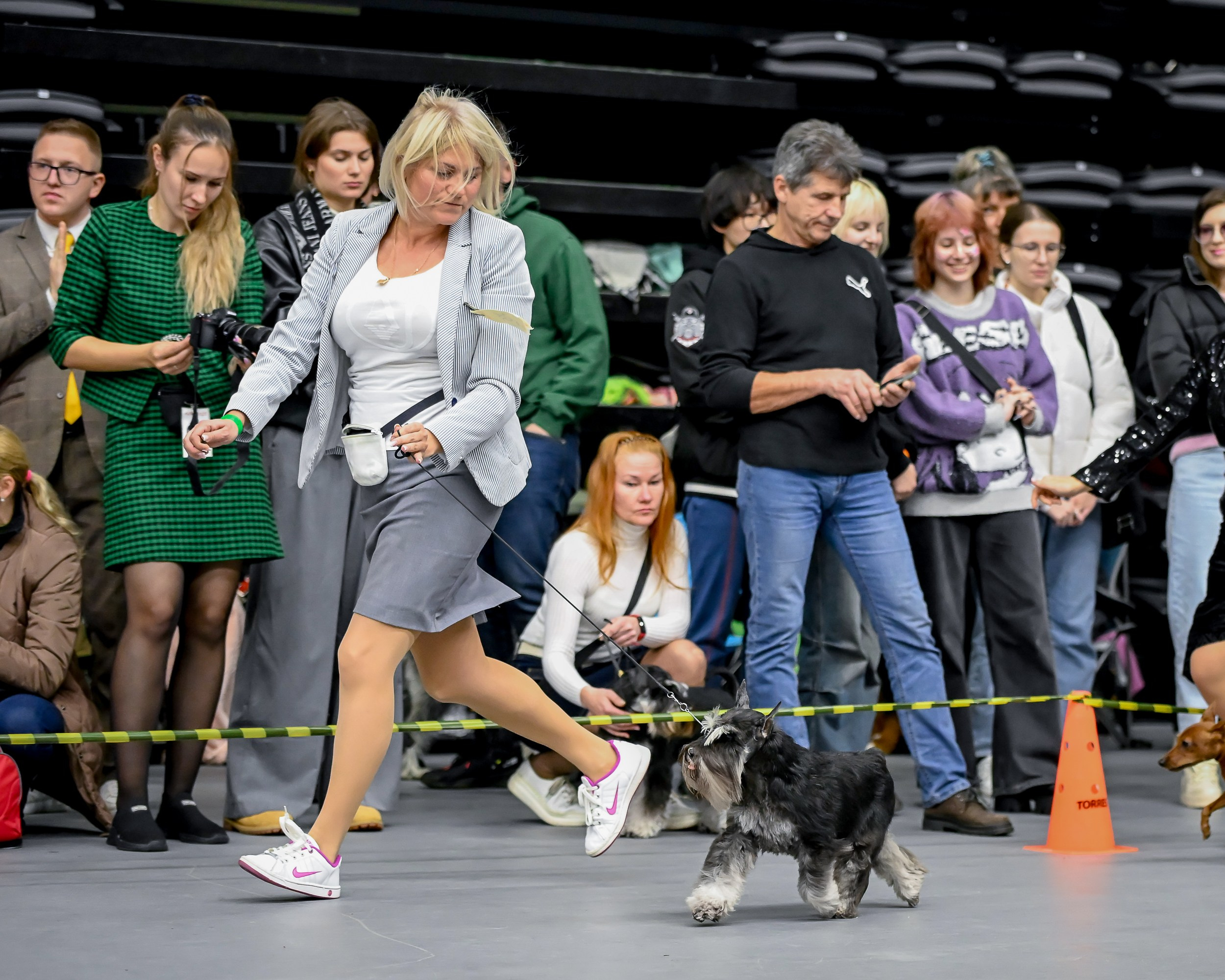 Софи/Asson Ari Vivien Marceau. Питомник цвергшнауцеров в Беларуси «Делинсо Бэлэнс»