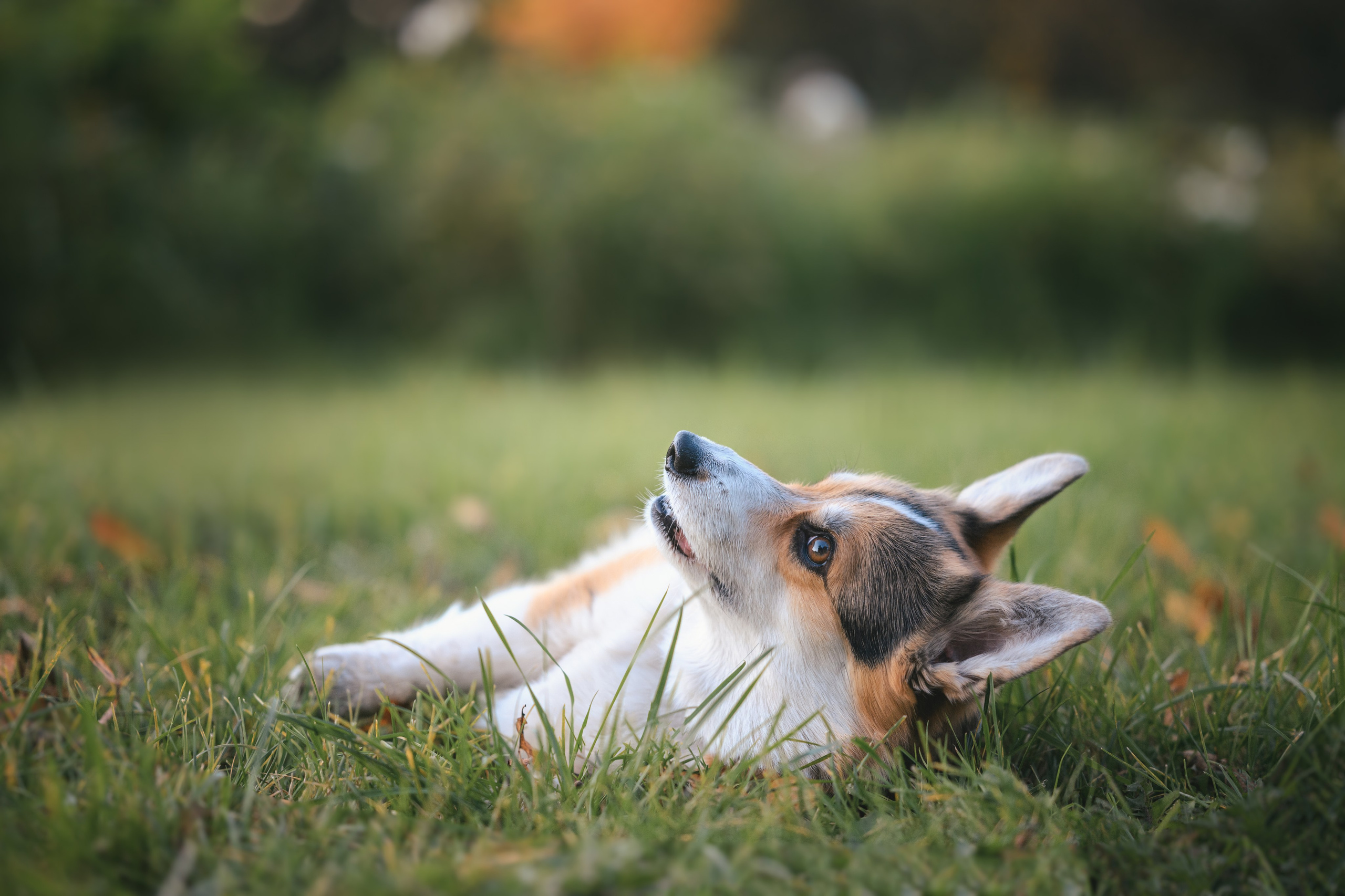 Фотограф Анималист в Москве Анастасия Жучкова
