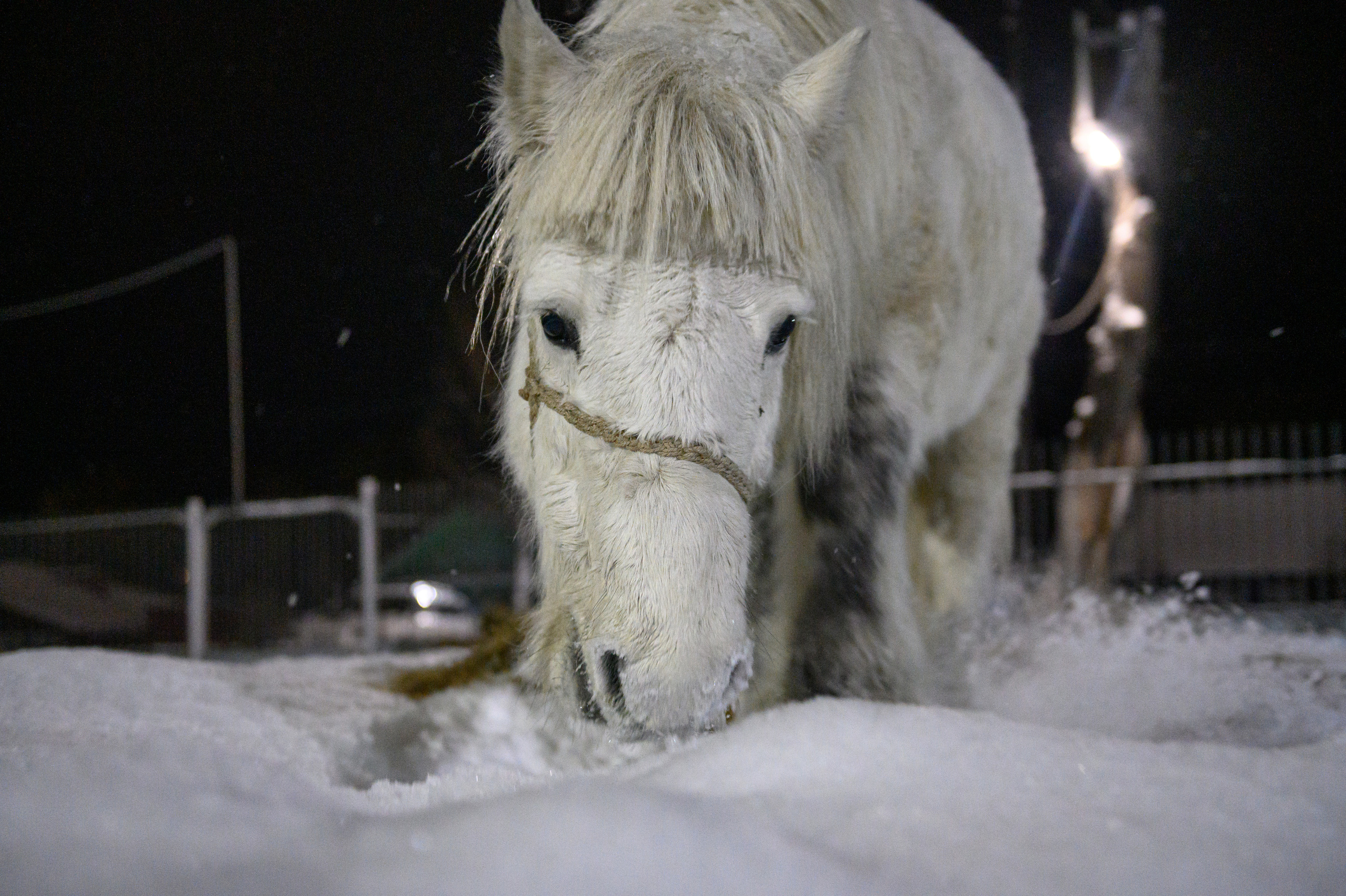Якутские всадники в Иркутской области (конный поход Оймякон-Москва). Репортажный фотограф Анна Диденко