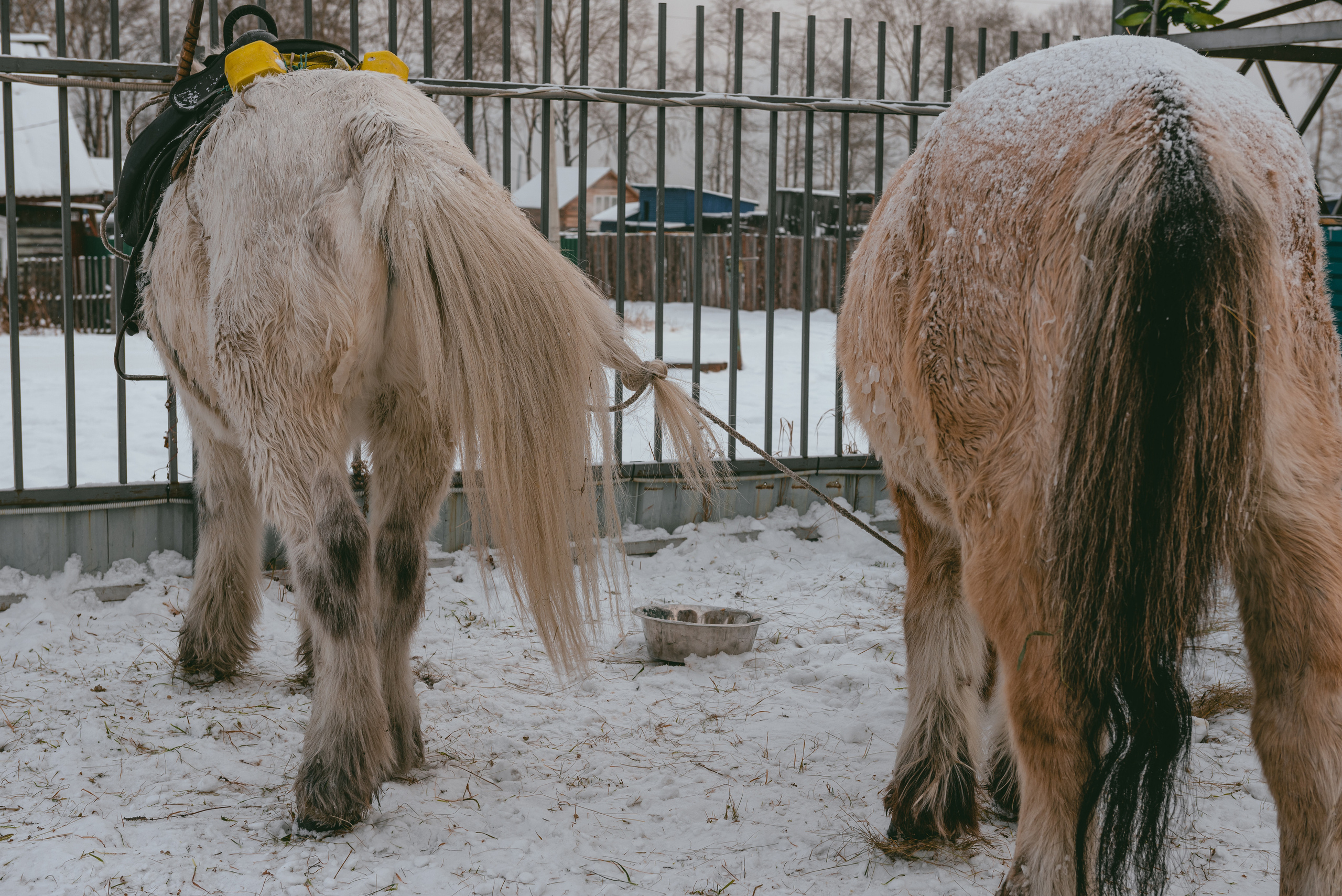 Якутские всадники в Иркутской области (конный поход Оймякон-Москва). Репортажный фотограф Анна Диденко