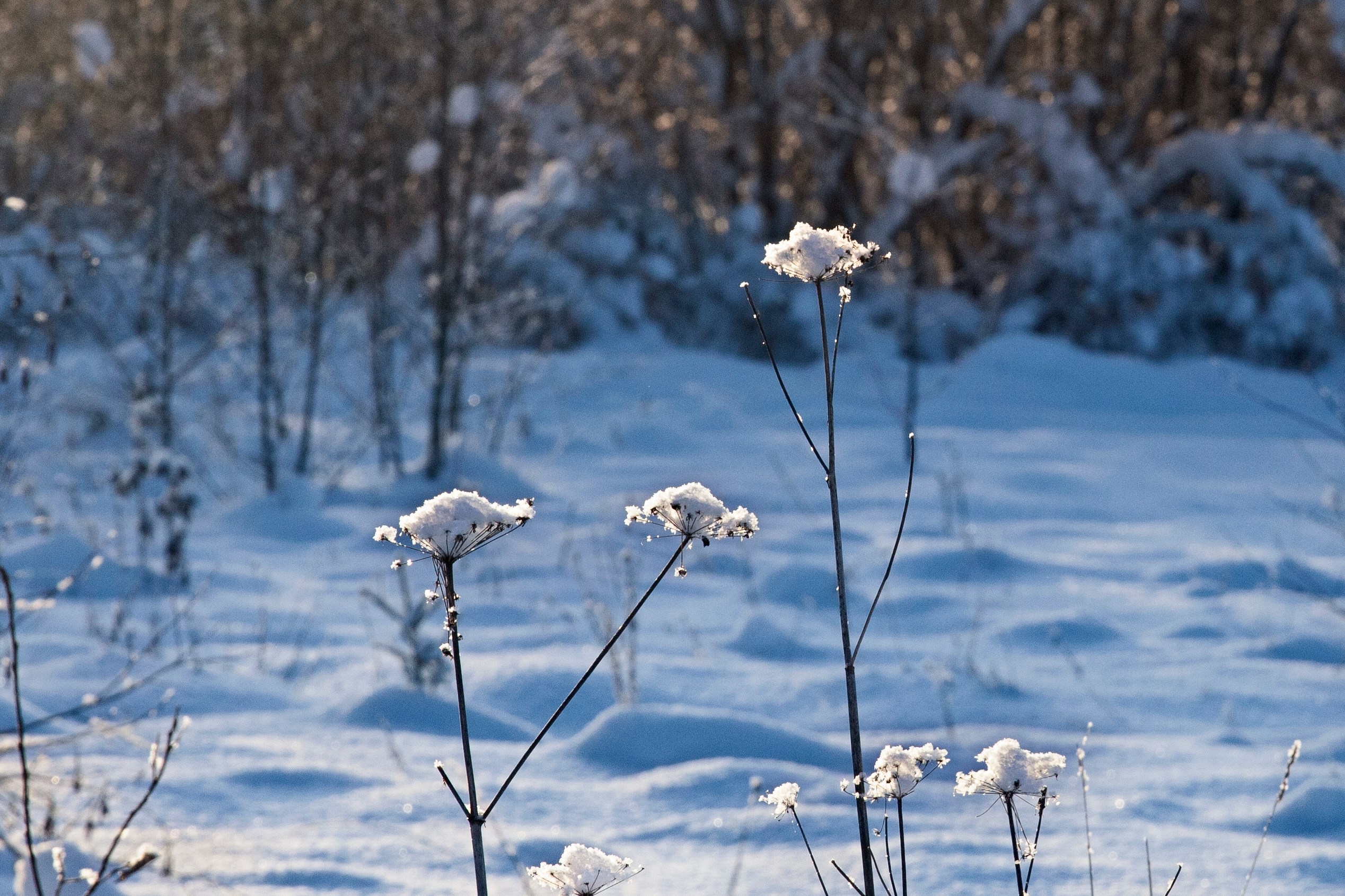 Фотопроект «Зима продолжается». Свадьбы, портретная, предметная съемка. Фотограф Александр К
