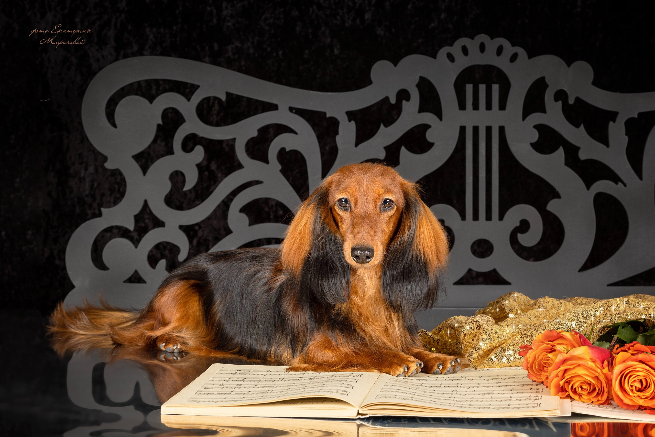 Студийная съёмка на моей территории. Фотограф-анималист в Омске Екатерина Маричева