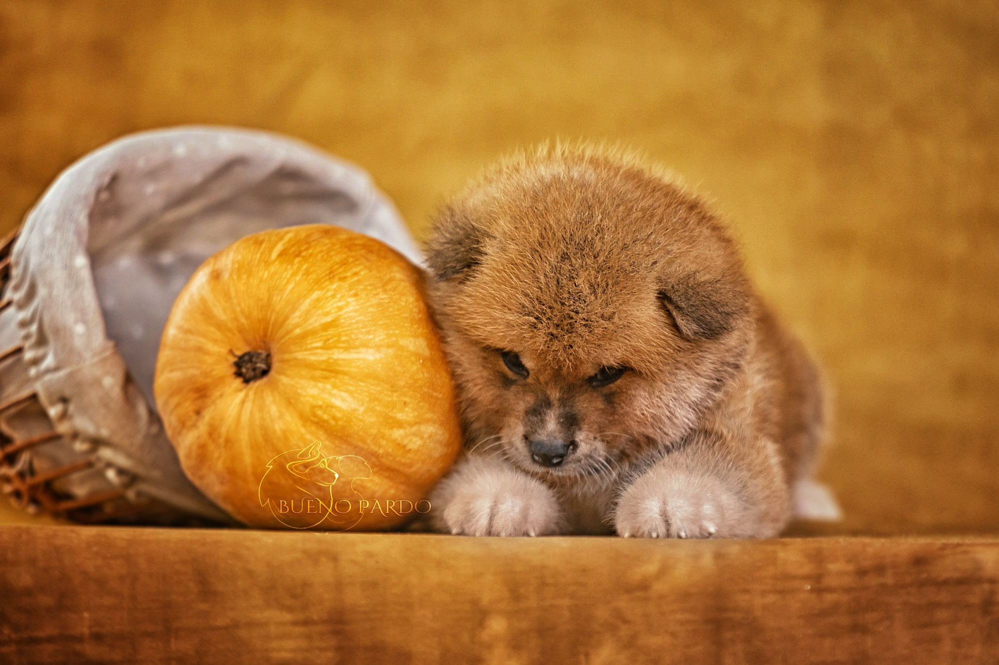 Щенки японской акита ину из питомника. Питомник собак Акита, Хаски, Корги