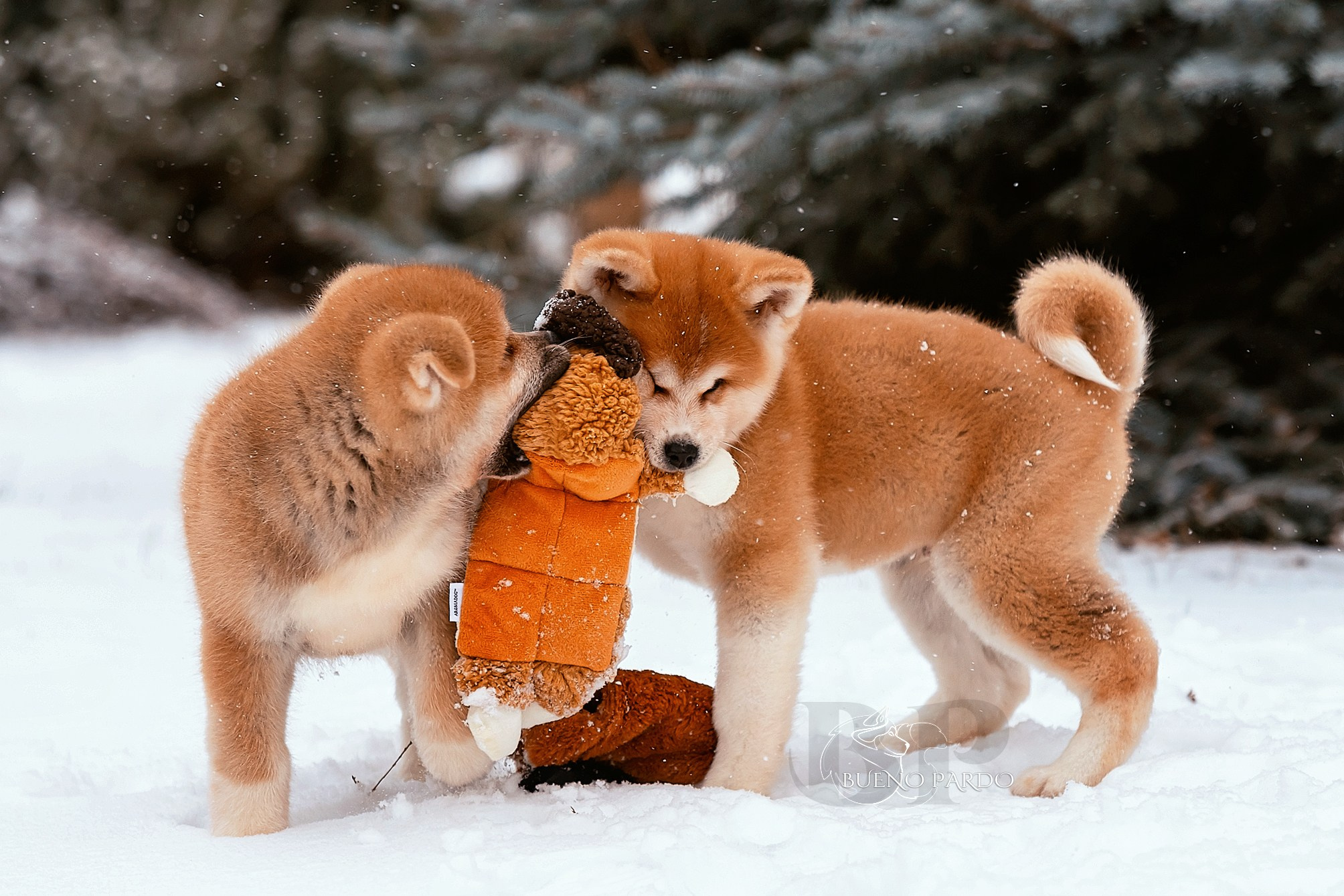 Щенки японской акита ину из питомника. Питомник собак Акита, Хаски, Корги