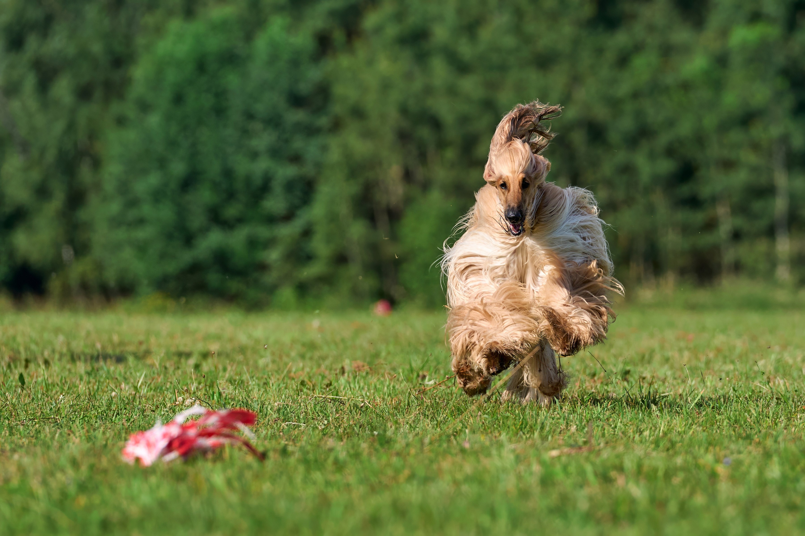 Тренировка в Донино. Фотограф-анималист Михаил Манухин