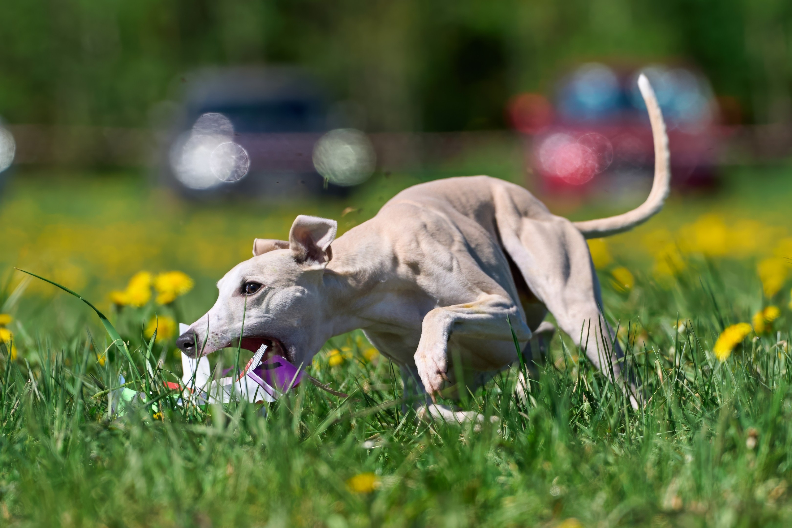 Квалификация по курсингу Донино. Фотограф-анималист Михаил Манухин