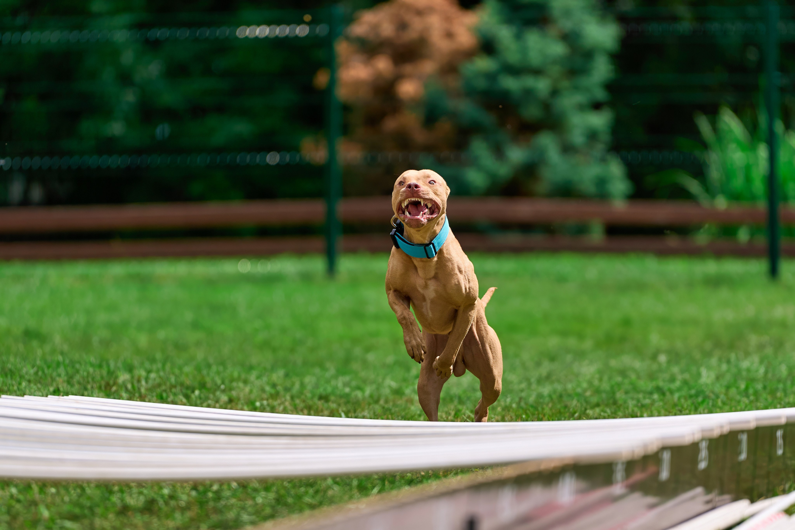 Jump'n'Gym JUMP! — 2024. Фотограф-анималист Михаил Манухин