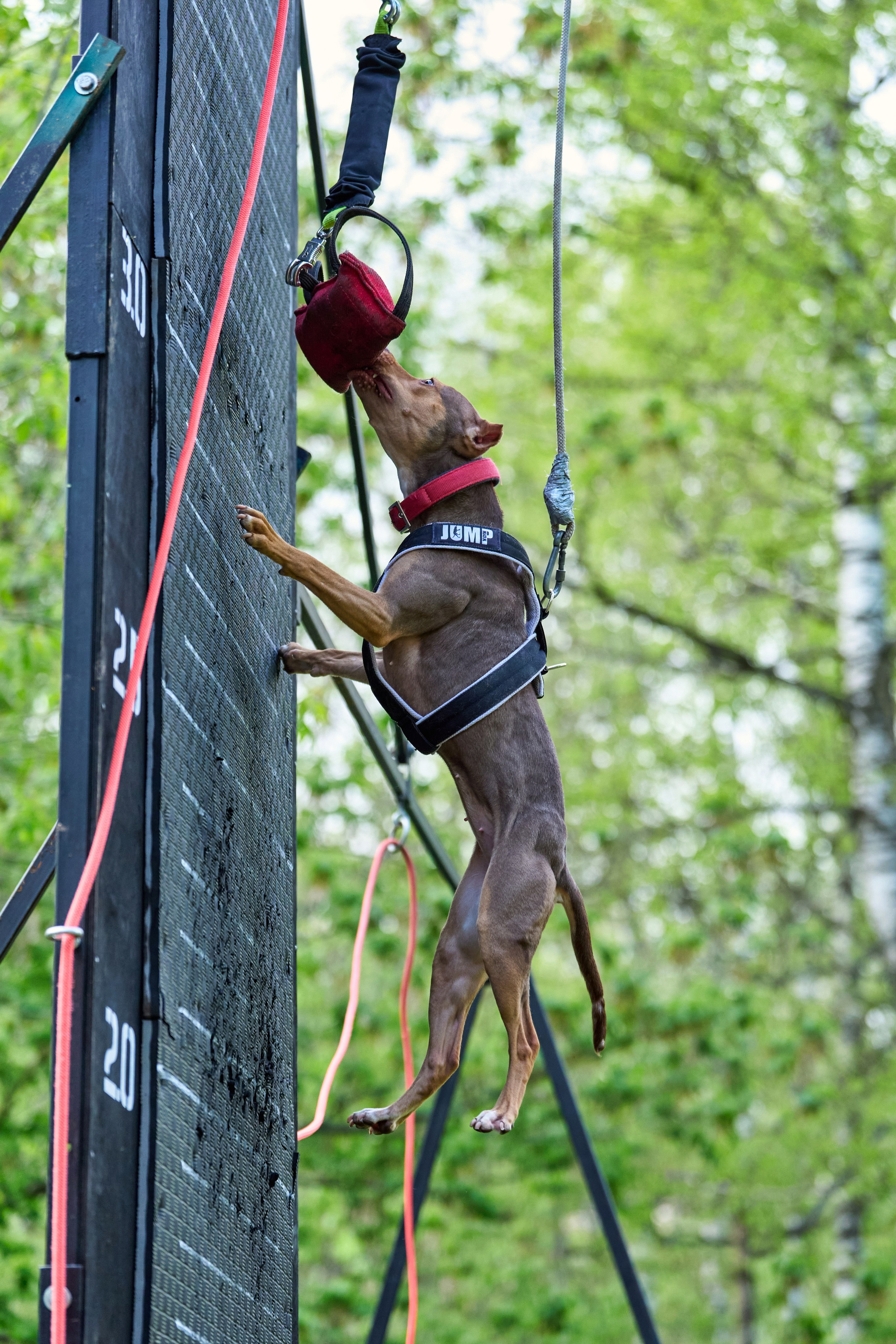 Фотосессия на площадке Jump'n'Gym. Фотограф-анималист Михаил Манухин
