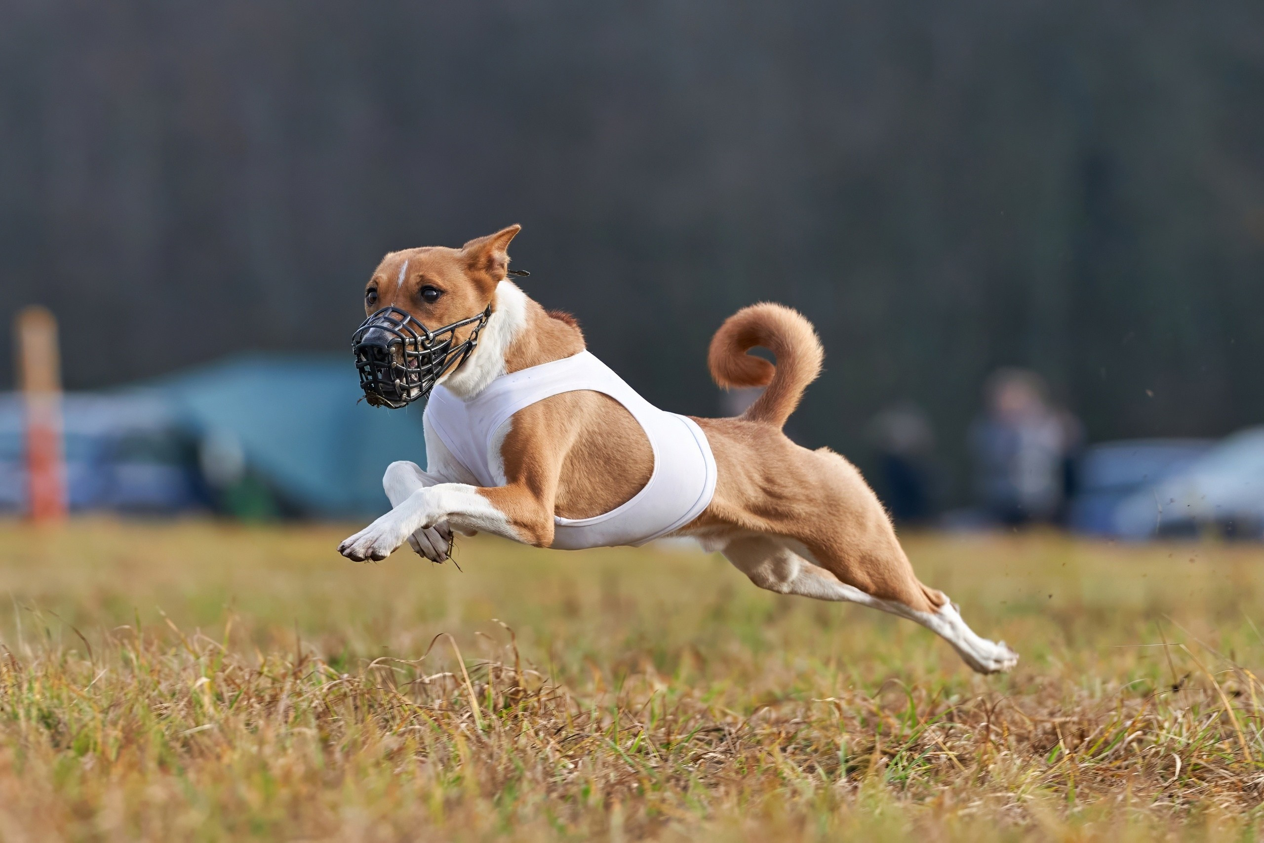 Состязания свор «Тройки». Фотограф-анималист Михаил Манухин
