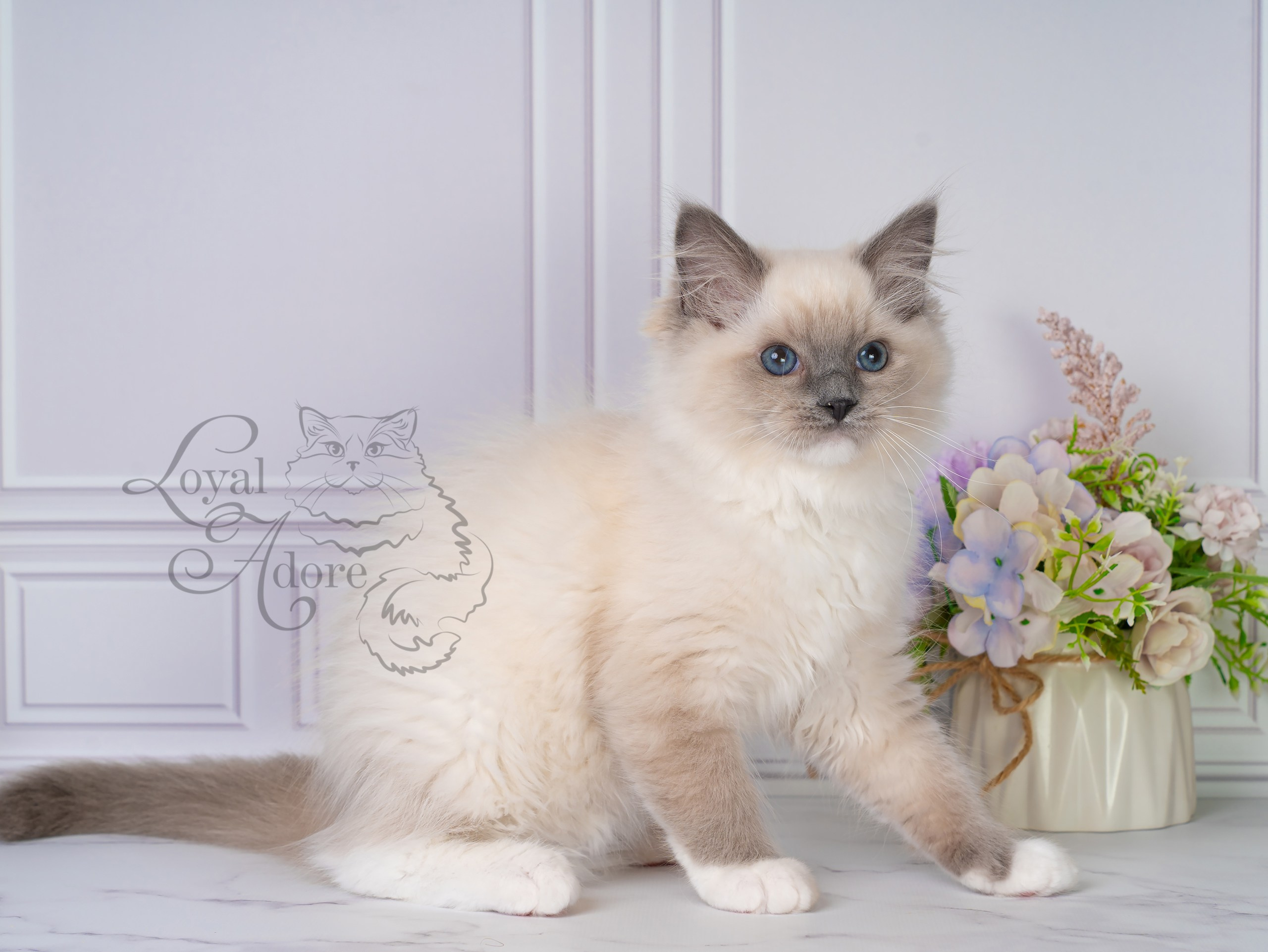 Все свободные котята. Питомник рэгдолл Loyal Adore