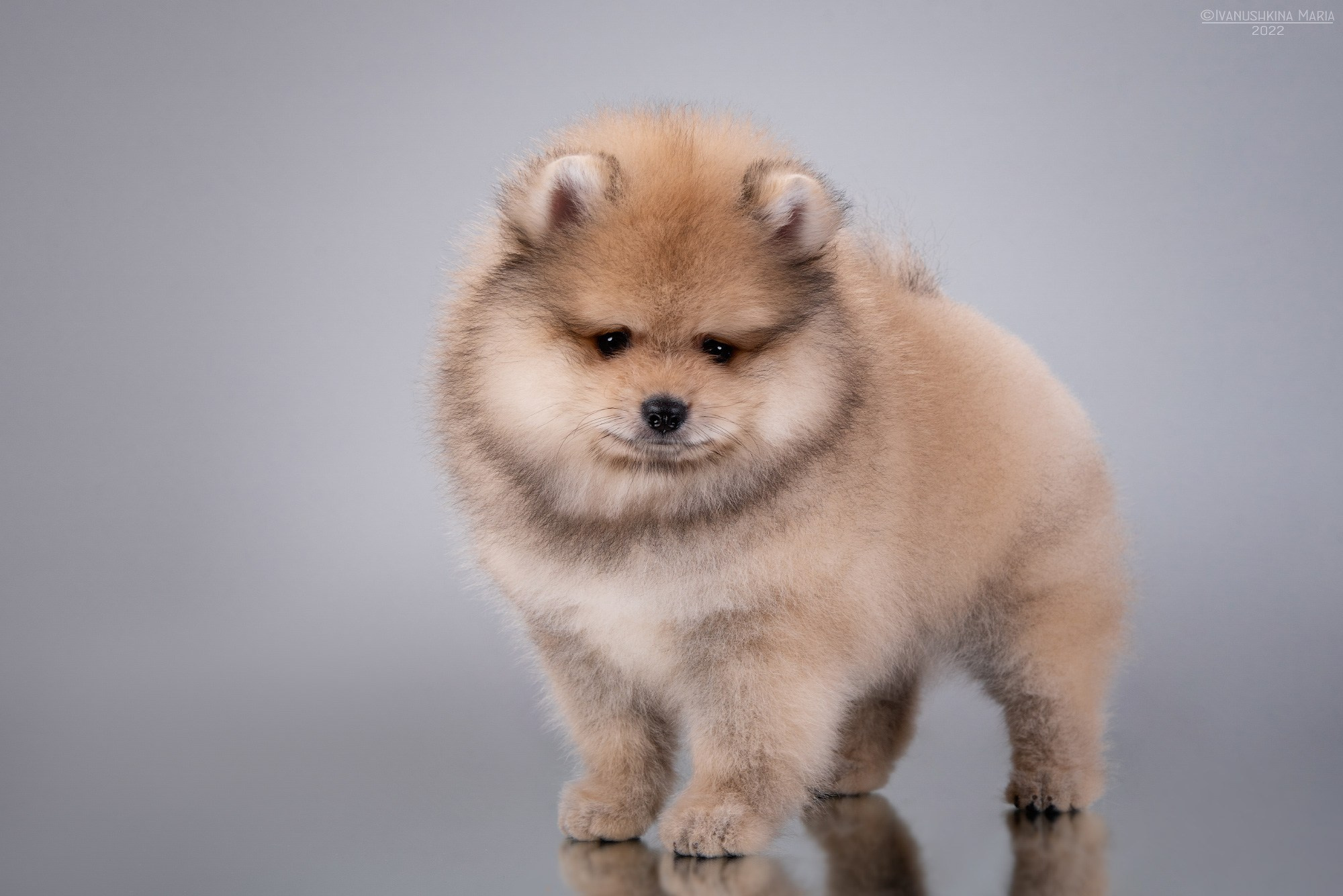 Фотосессия щенков на фонах. Фотограф собак в Москве и Московской области Иванушкина Мария