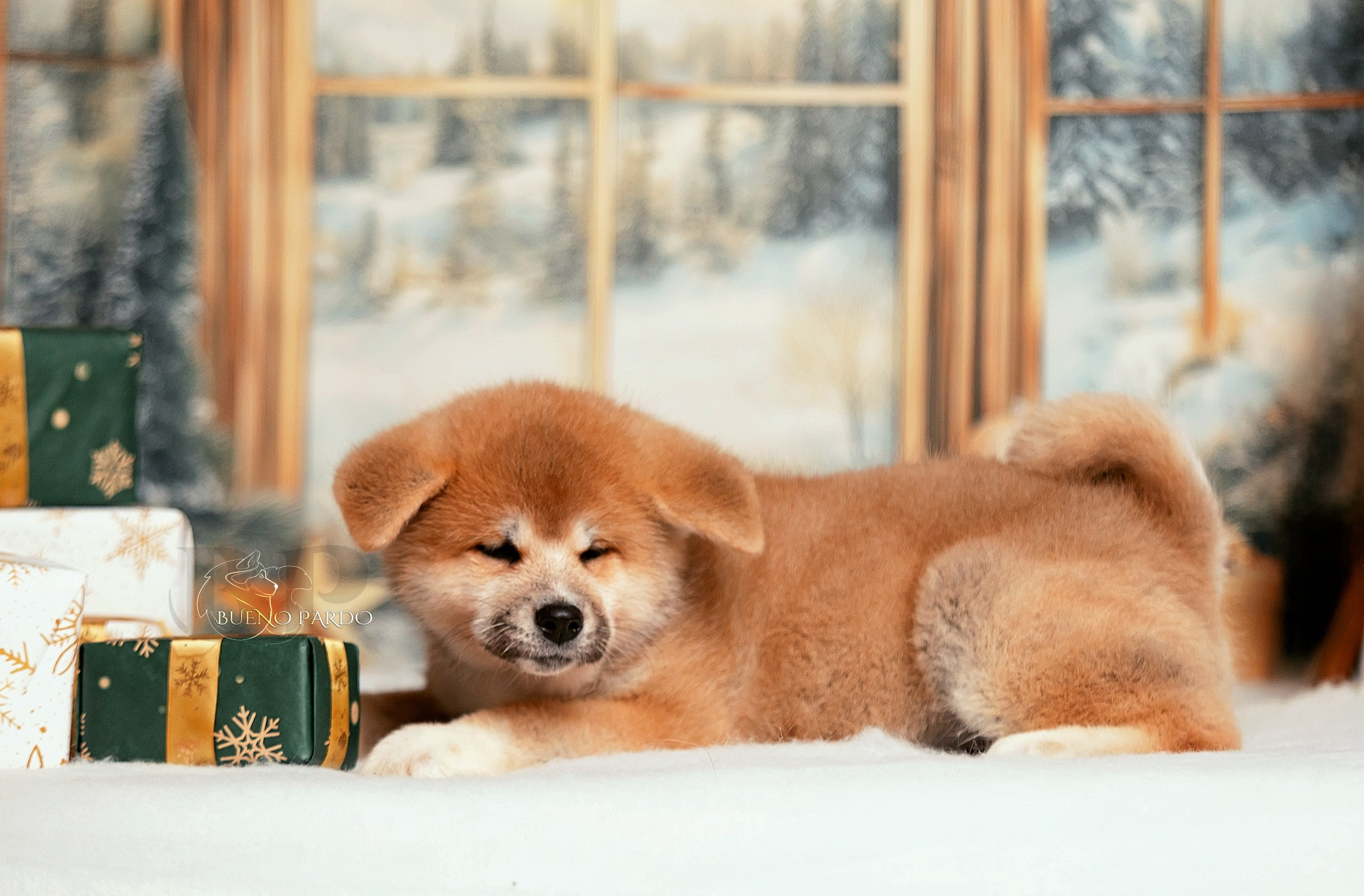 Щенки японской акита ину из питомника. Питомник собак Акита, Хаски, Корги