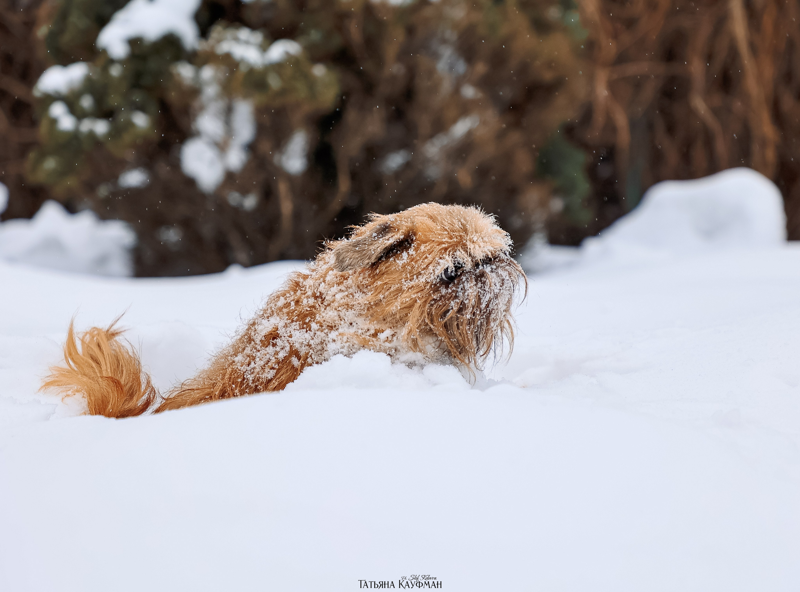 Брюссельский гриффон, фотография гриффон, красивая собака, фотограф анималист, фотокурс Анималистика, научиться фотографировать собак, фотограф Новосибирск