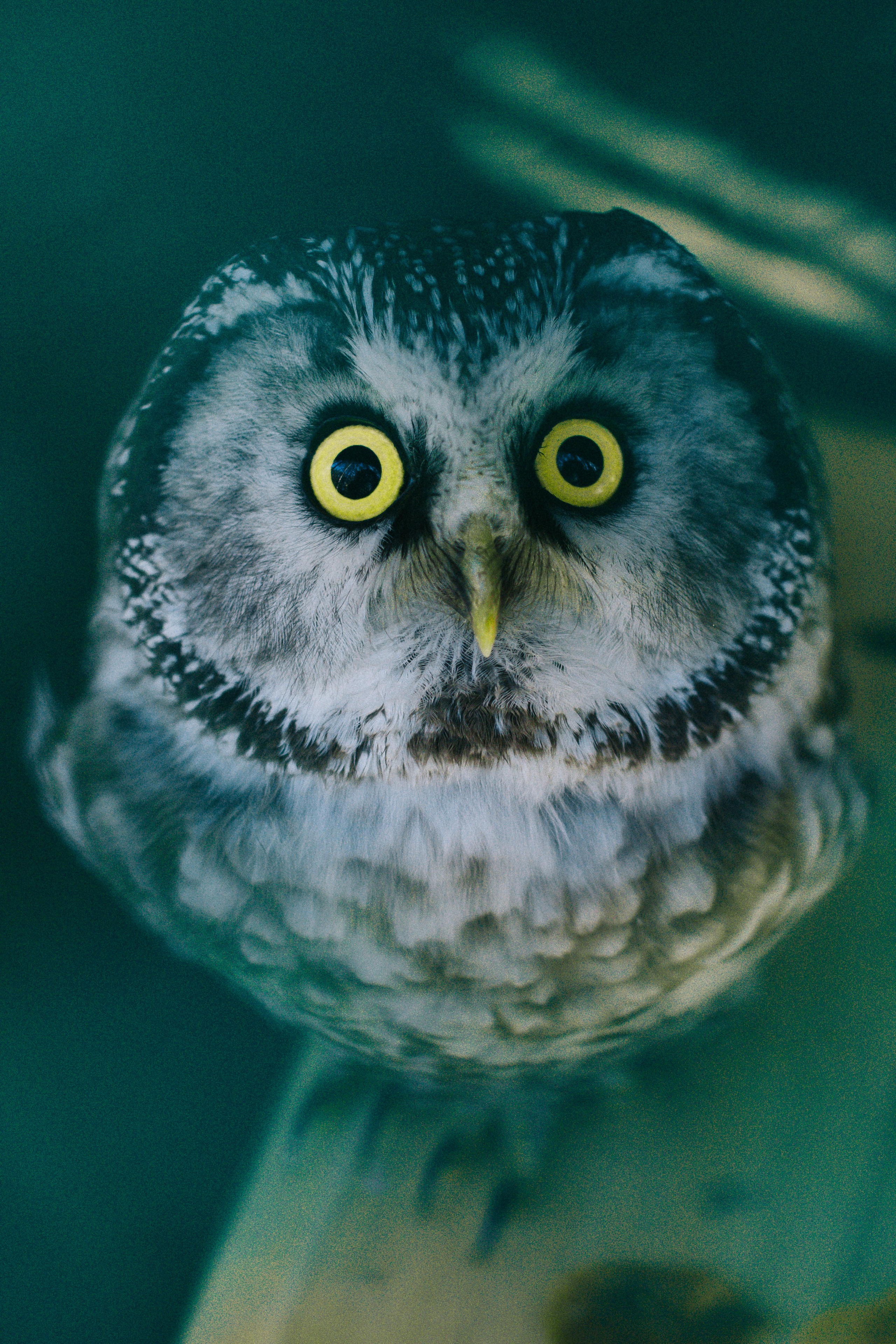 Мохноногий Сыч. Питомник "Холзан". Сентябрь, 2018 год. Фотограф Переверзева Анна Екатеринбург