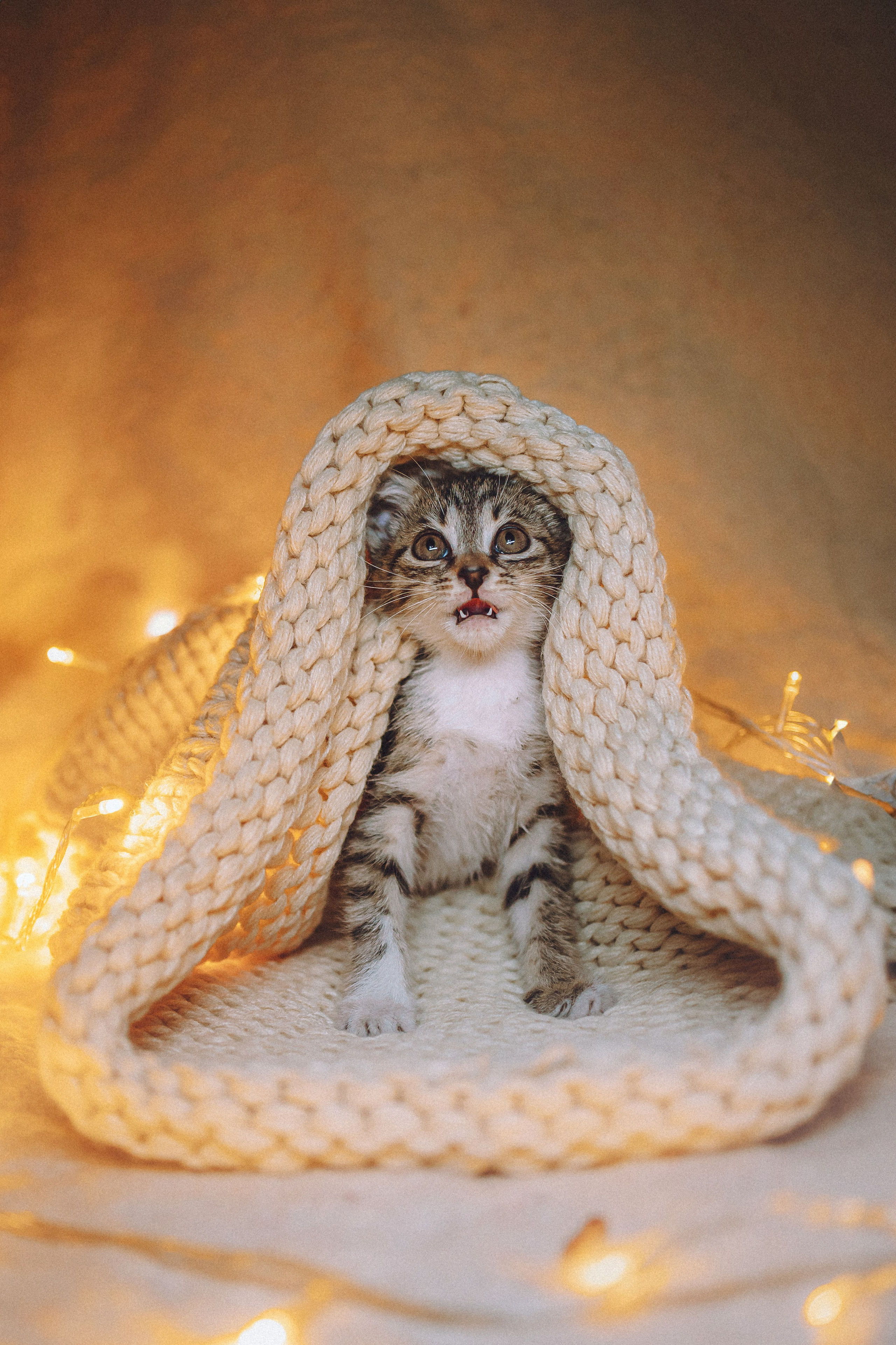 Более 30 идей для фотосессии с котенком