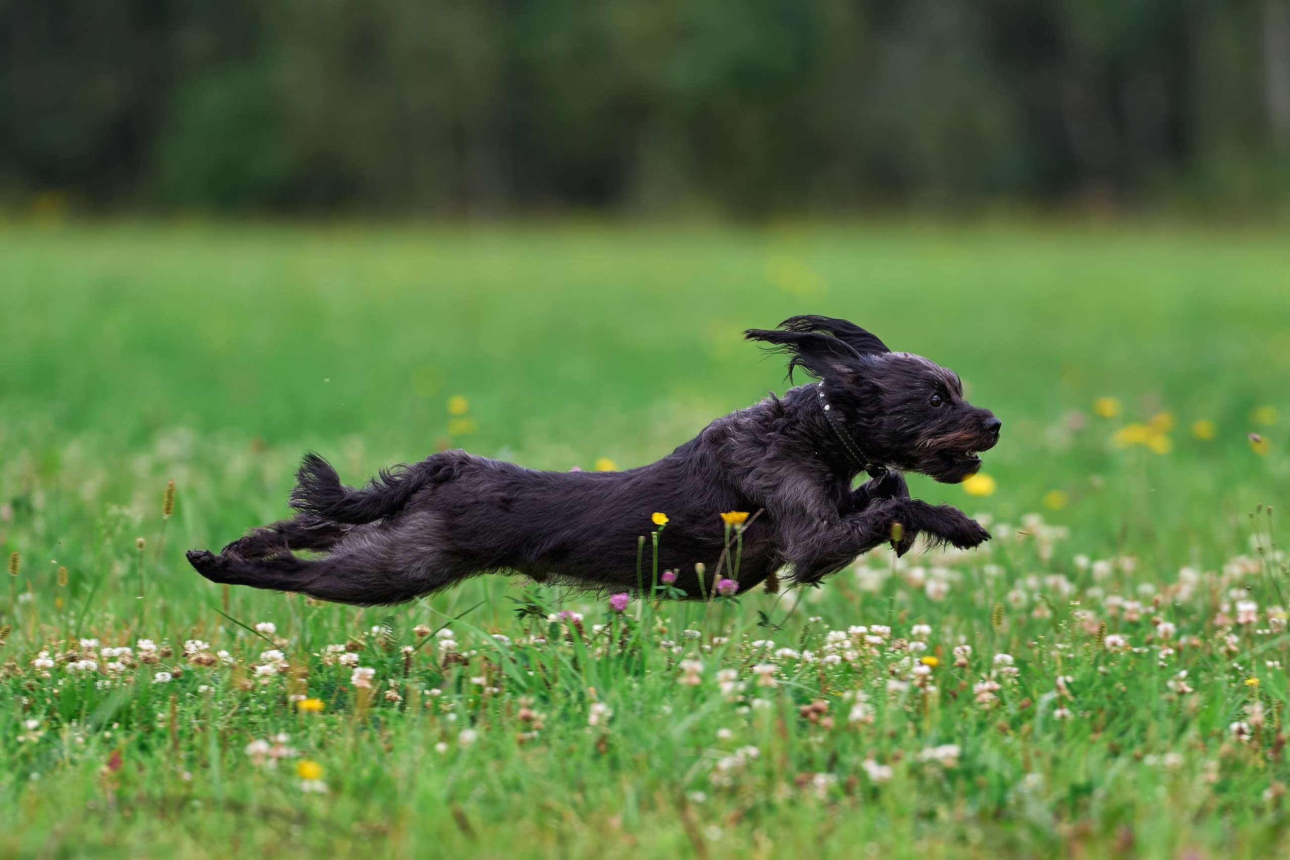 Тренировка в Донино. Фотограф-анималист Михаил Манухин