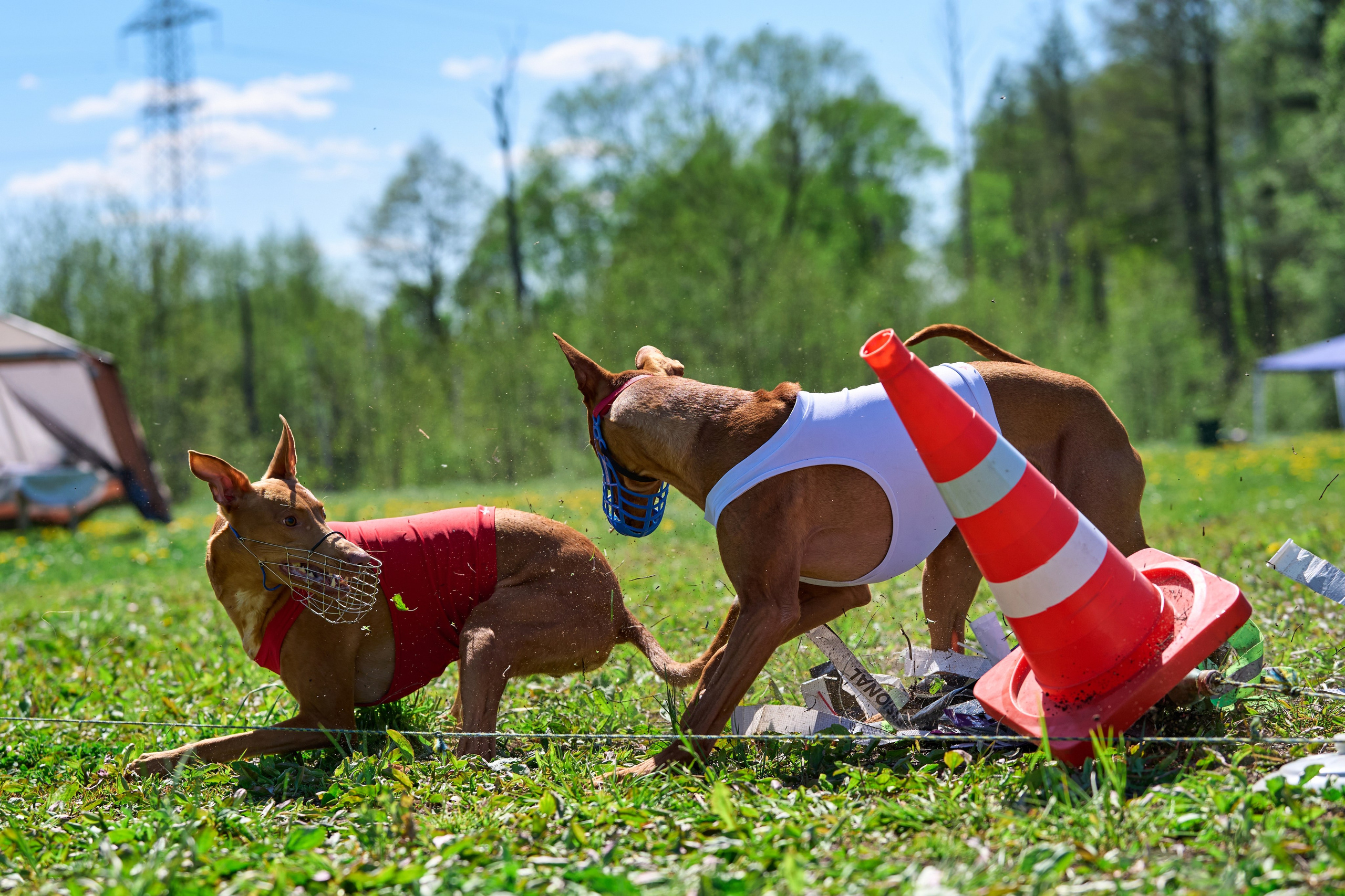 Квалификация по курсингу Донино. Фотограф-анималист Михаил Манухин