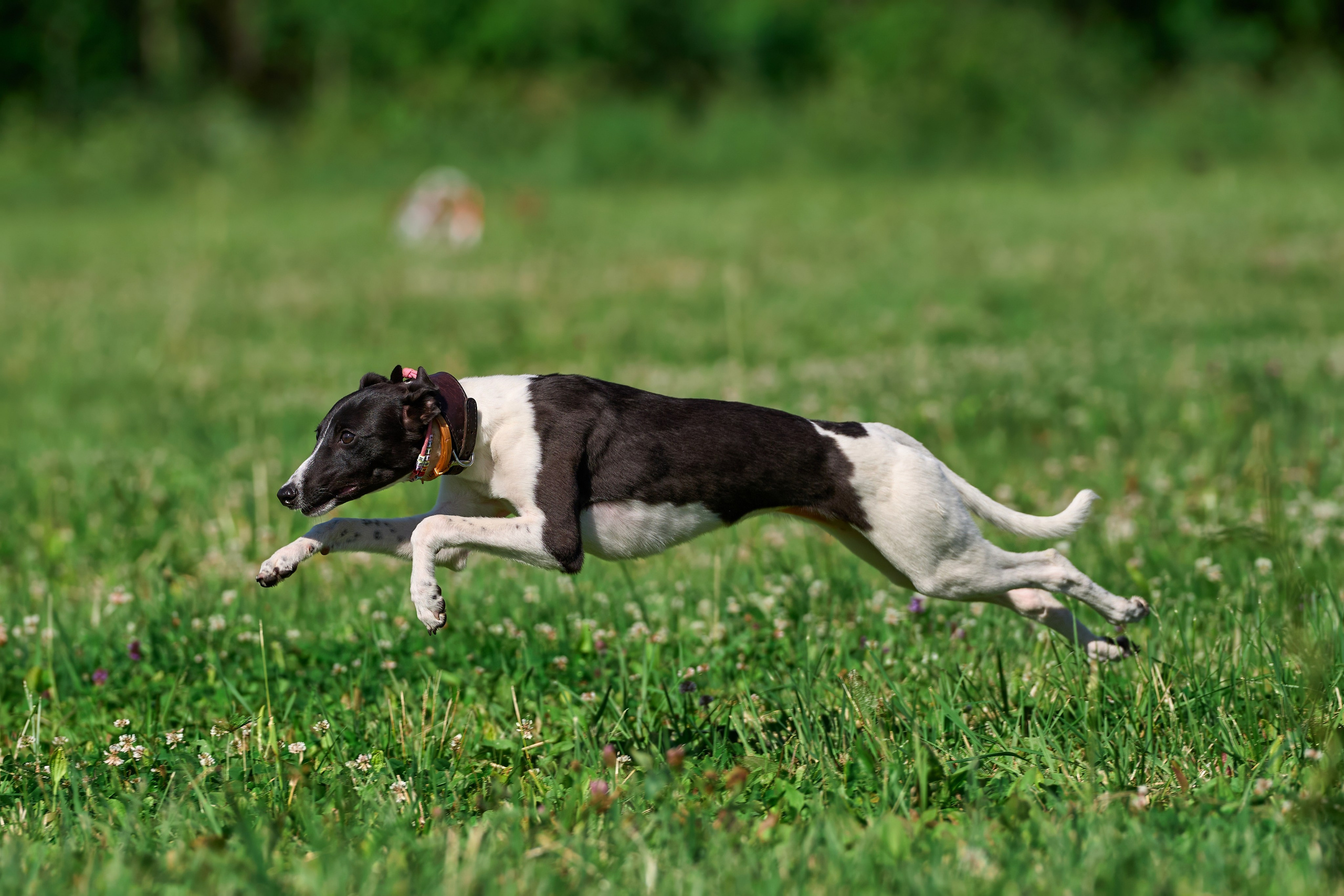 Тренировка по курсингу в Донино. Фотограф-анималист Михаил Манухин