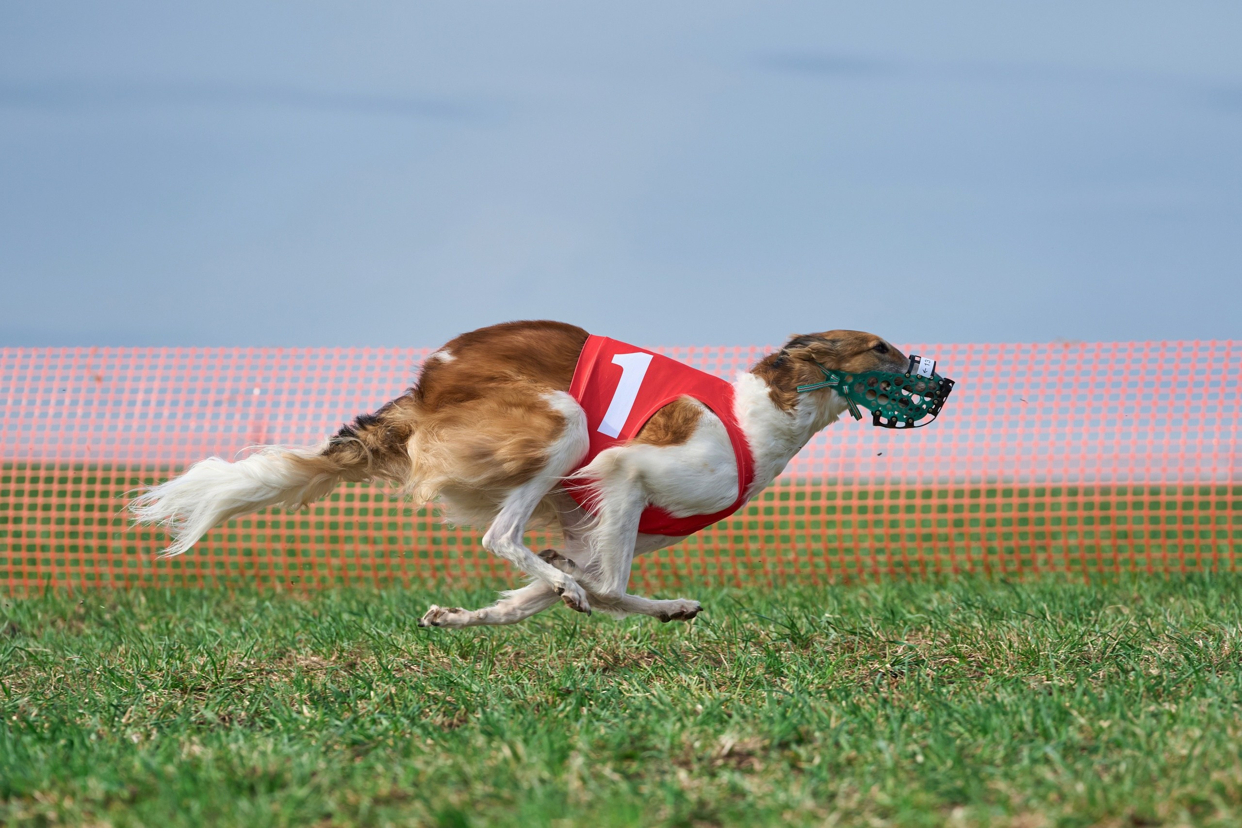 Квалификация по рейсингу. Фотограф-анималист Михаил Манухин