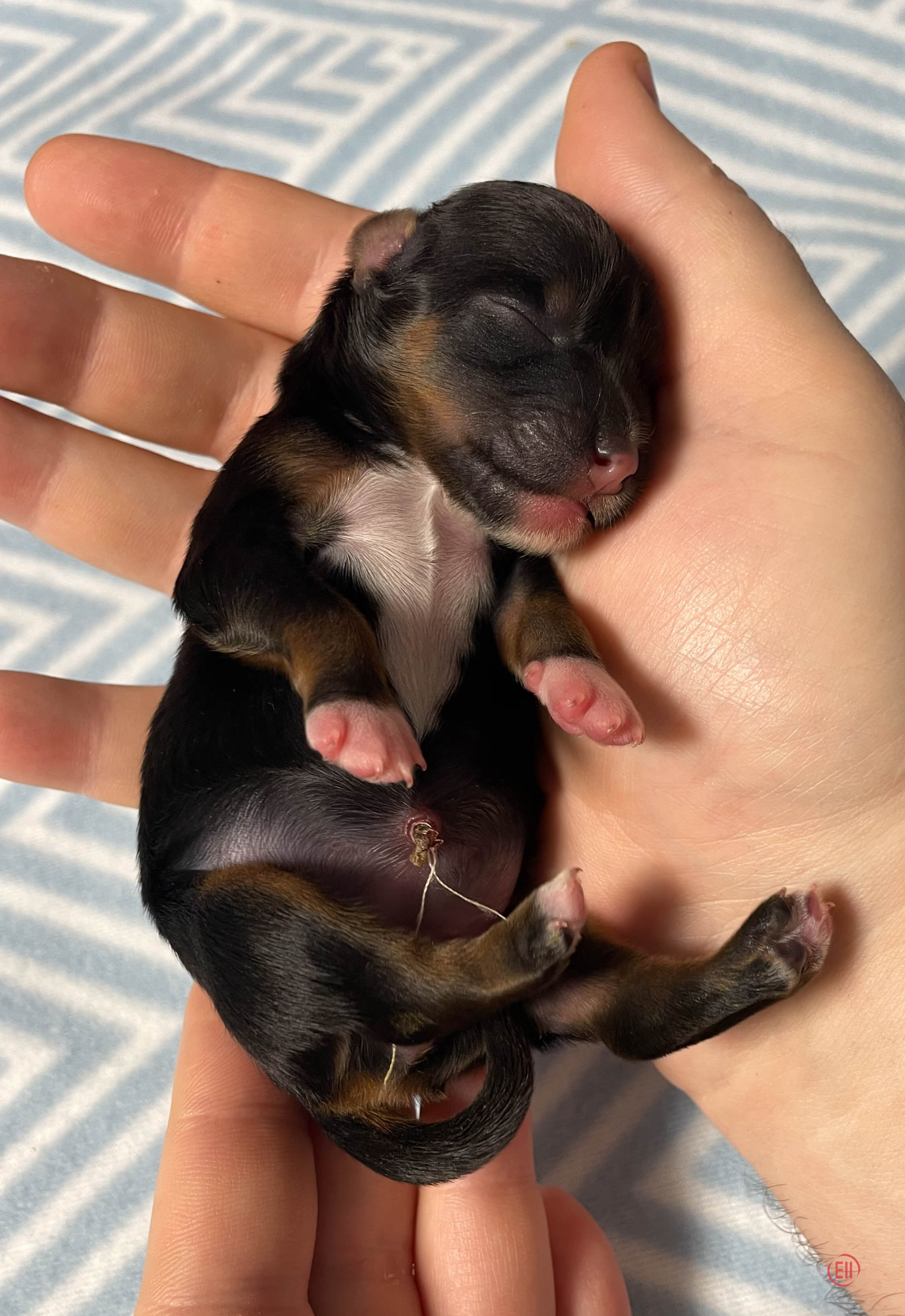 День рождения. Пуховая девочка.