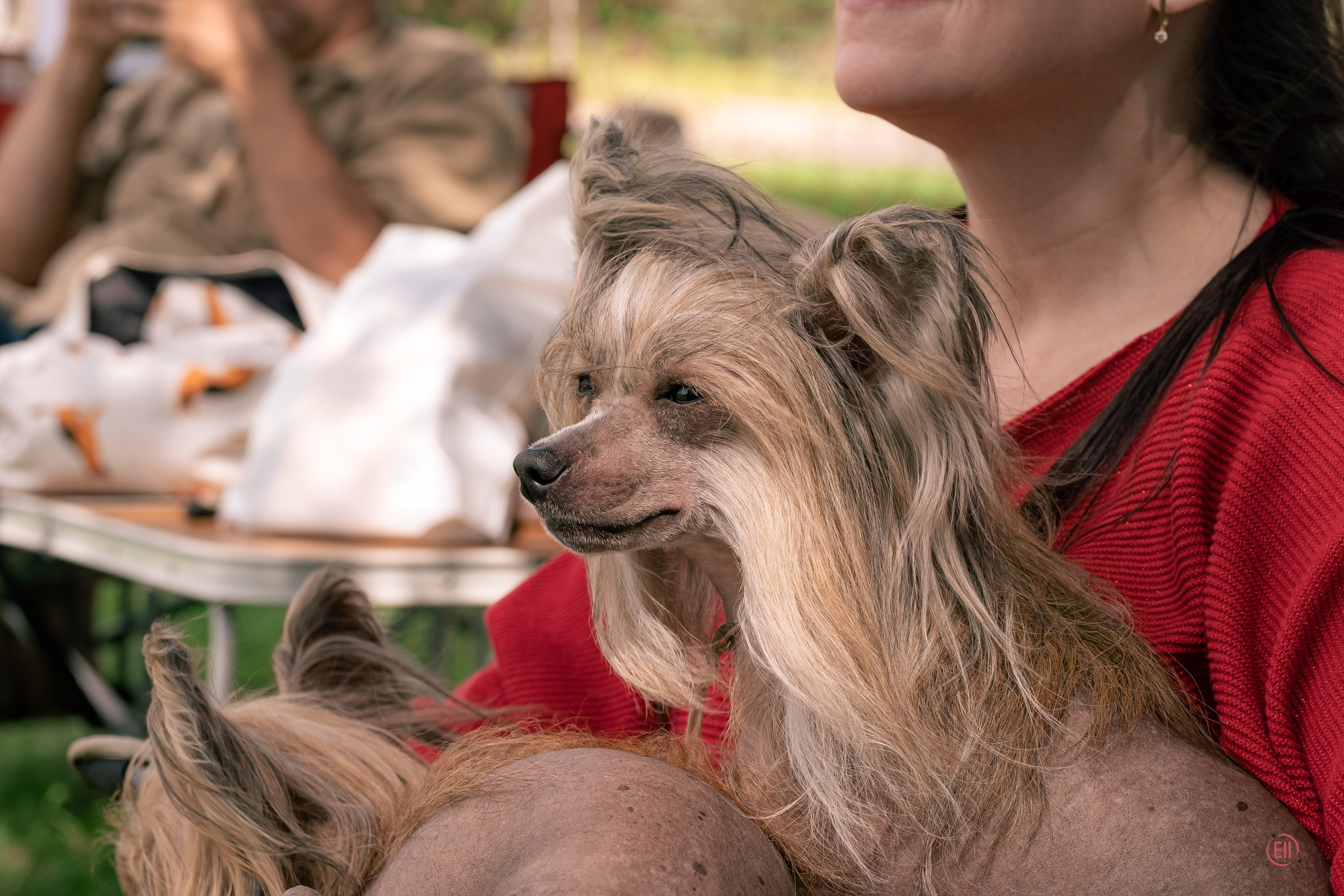 Липецк. Выставка собак. Питомник китайских хохлатых собак Poale Ell: купить щенка