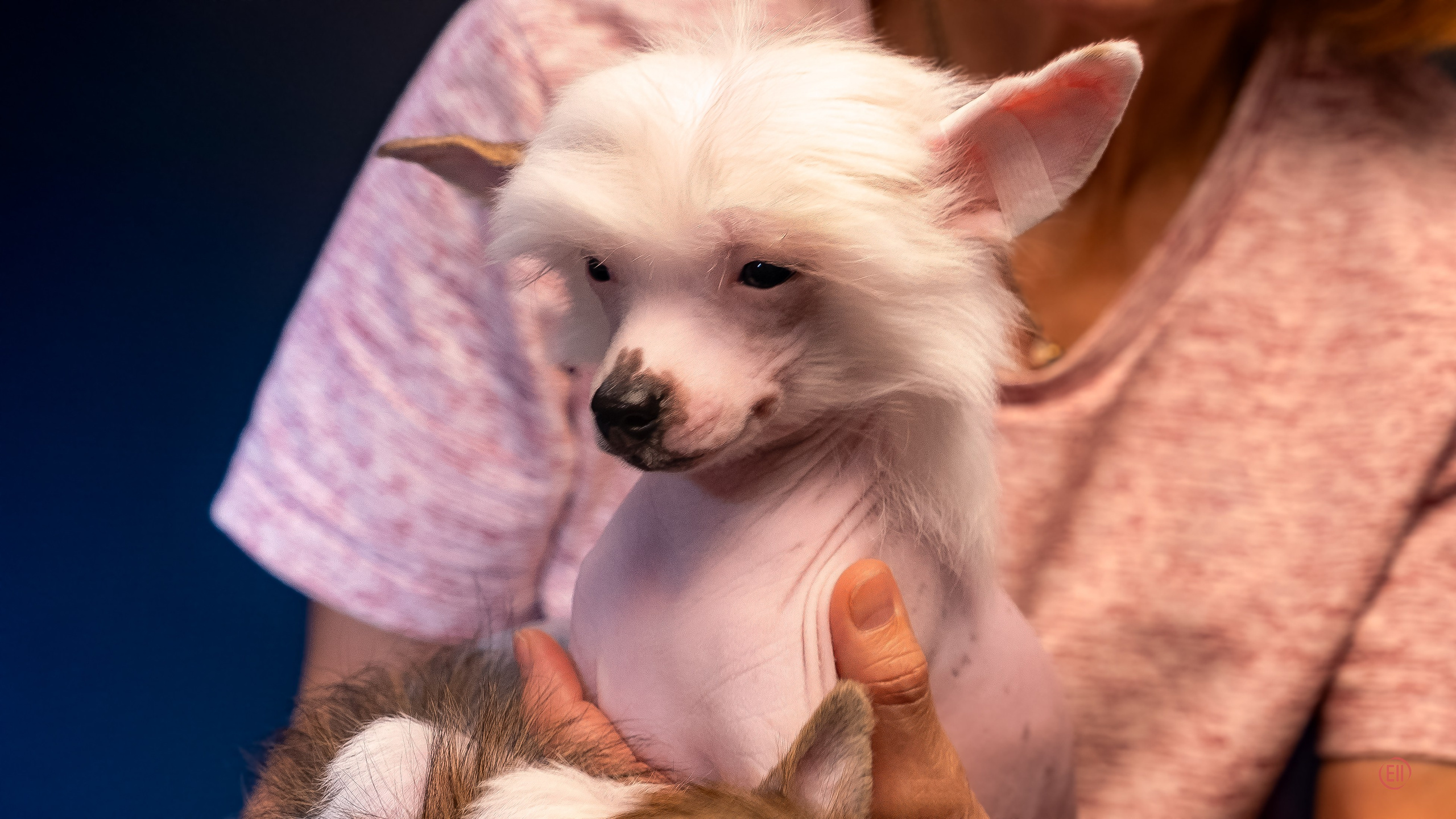 First photo session of the litter “F” of the Laisan Island kennel. Chinese Crested Dog Kennel Poale Ell